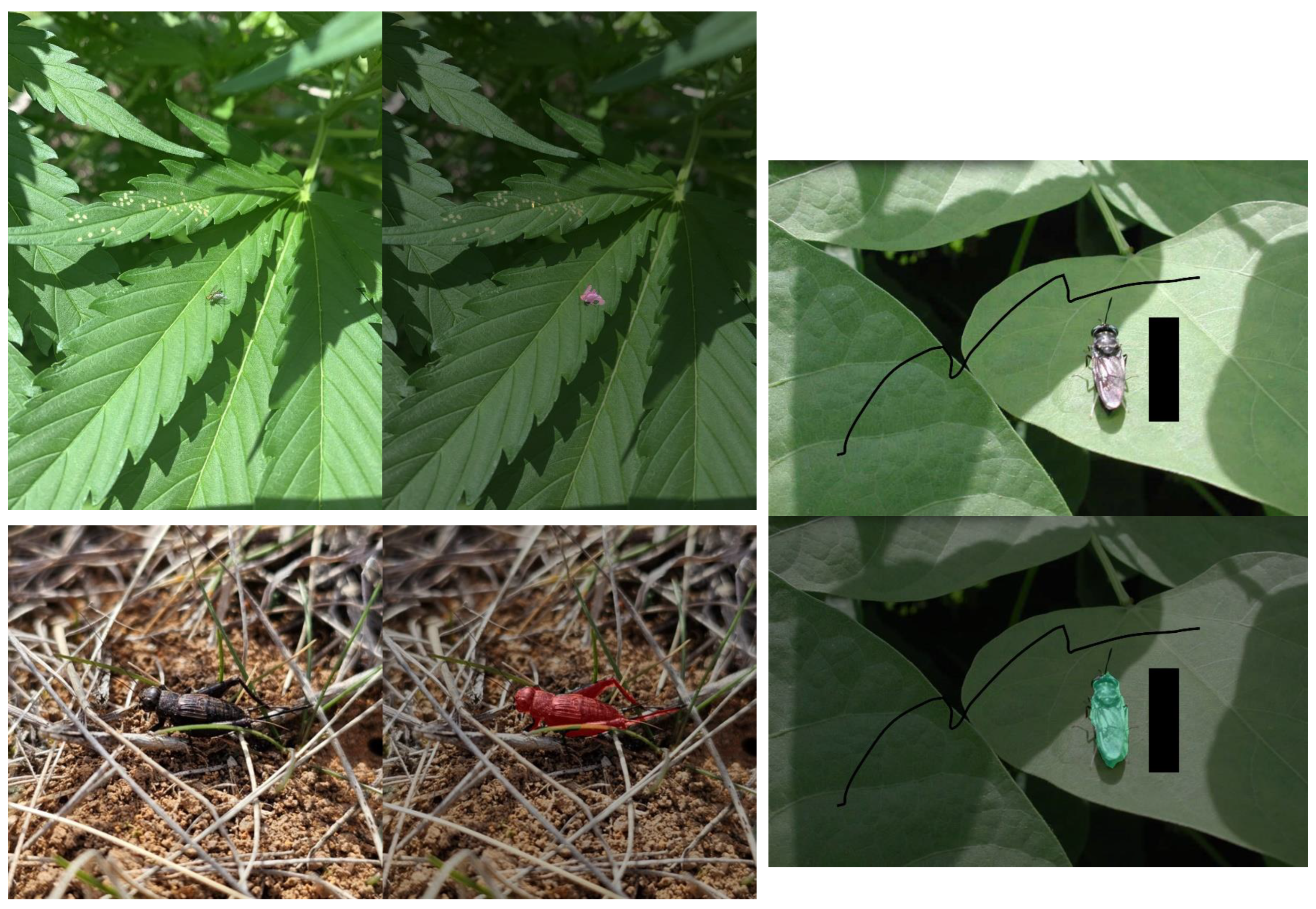 Horticulturae 11 01462 g007