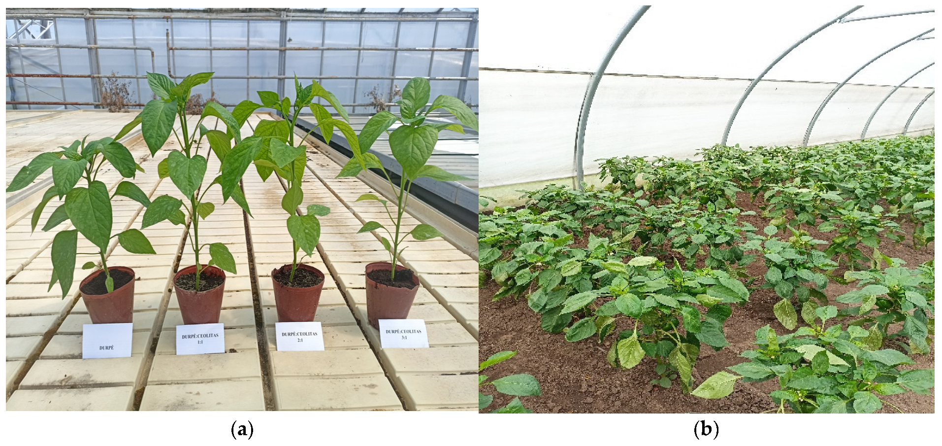 Horticulturae 11 01465 g001