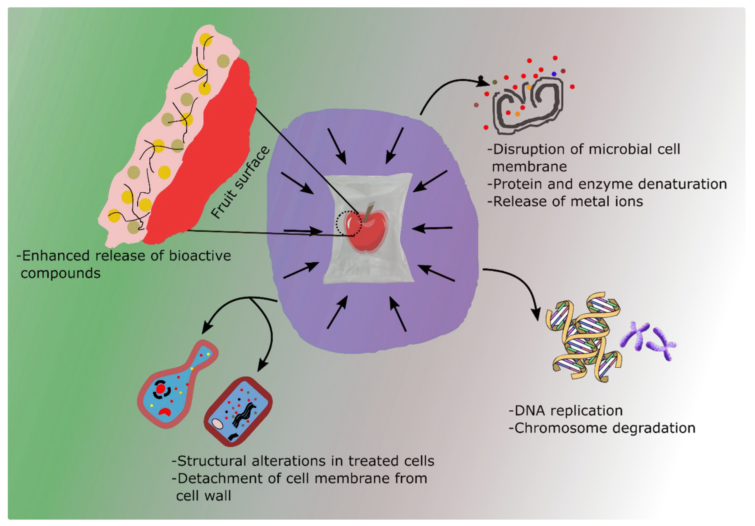 Horticulturae 11 01466 g003