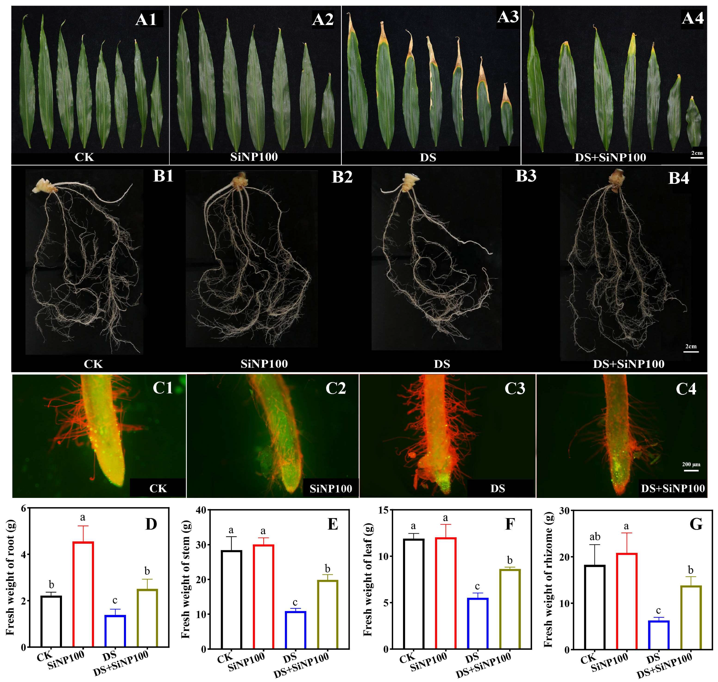 Horticulturae 11 01467 g001