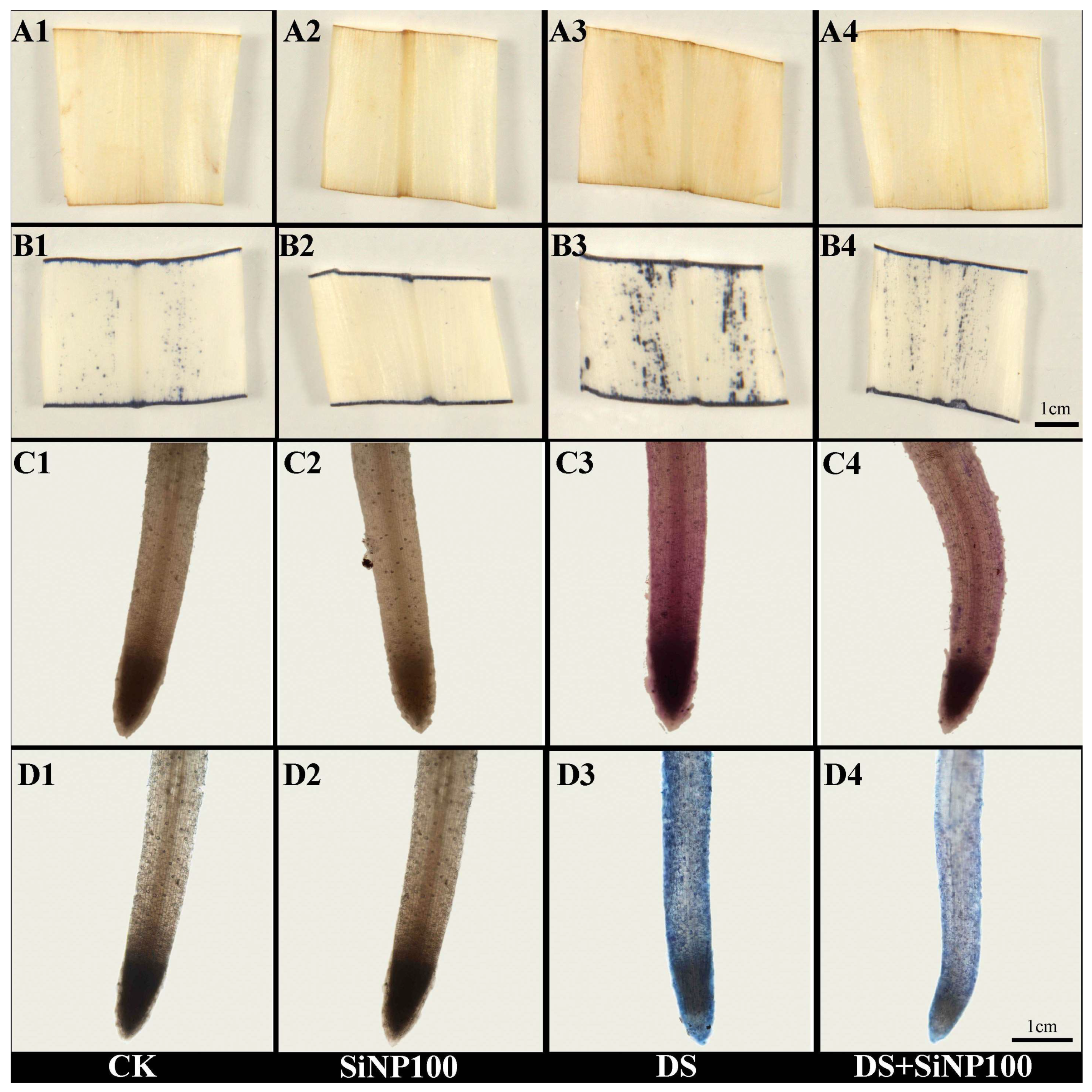 Horticulturae 11 01467 g005