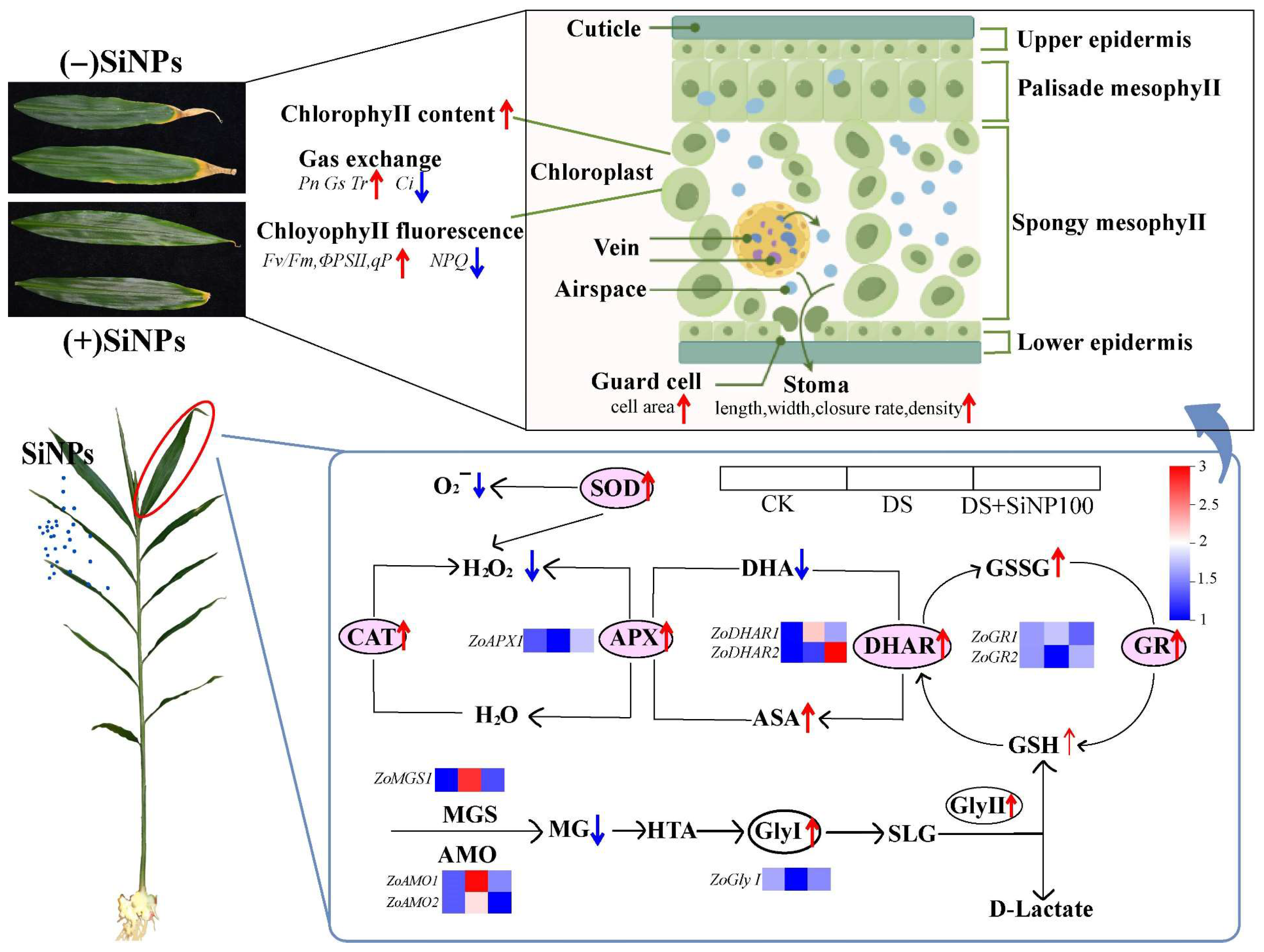 Horticulturae 11 01467 g010