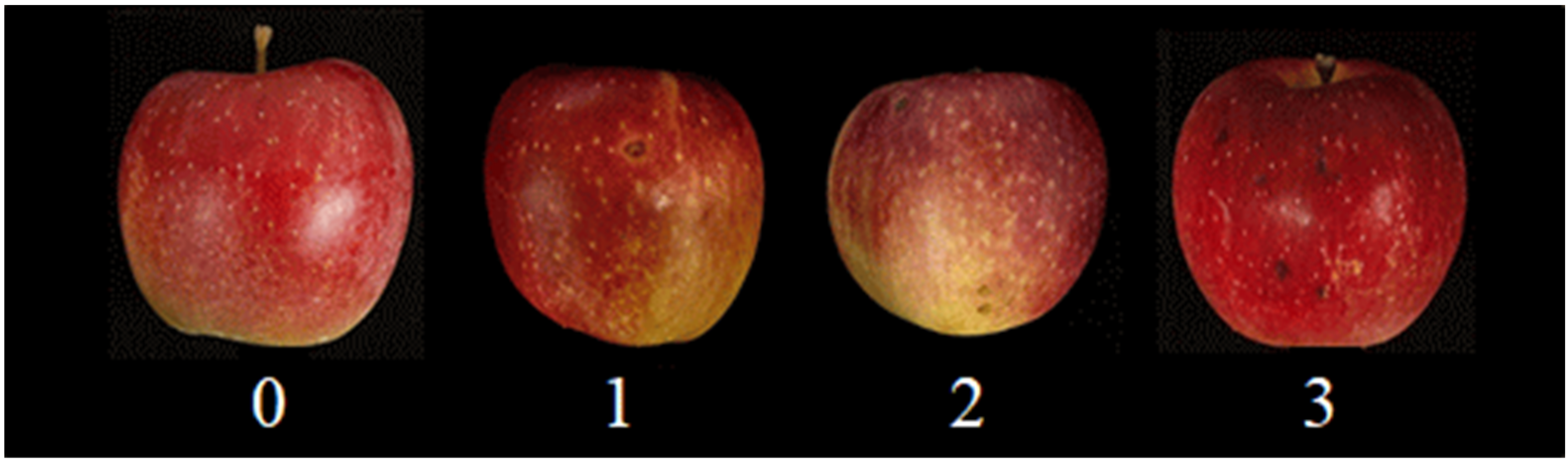 Horticulturae 11 01468 g002 Horticulturae 11 01468 g002