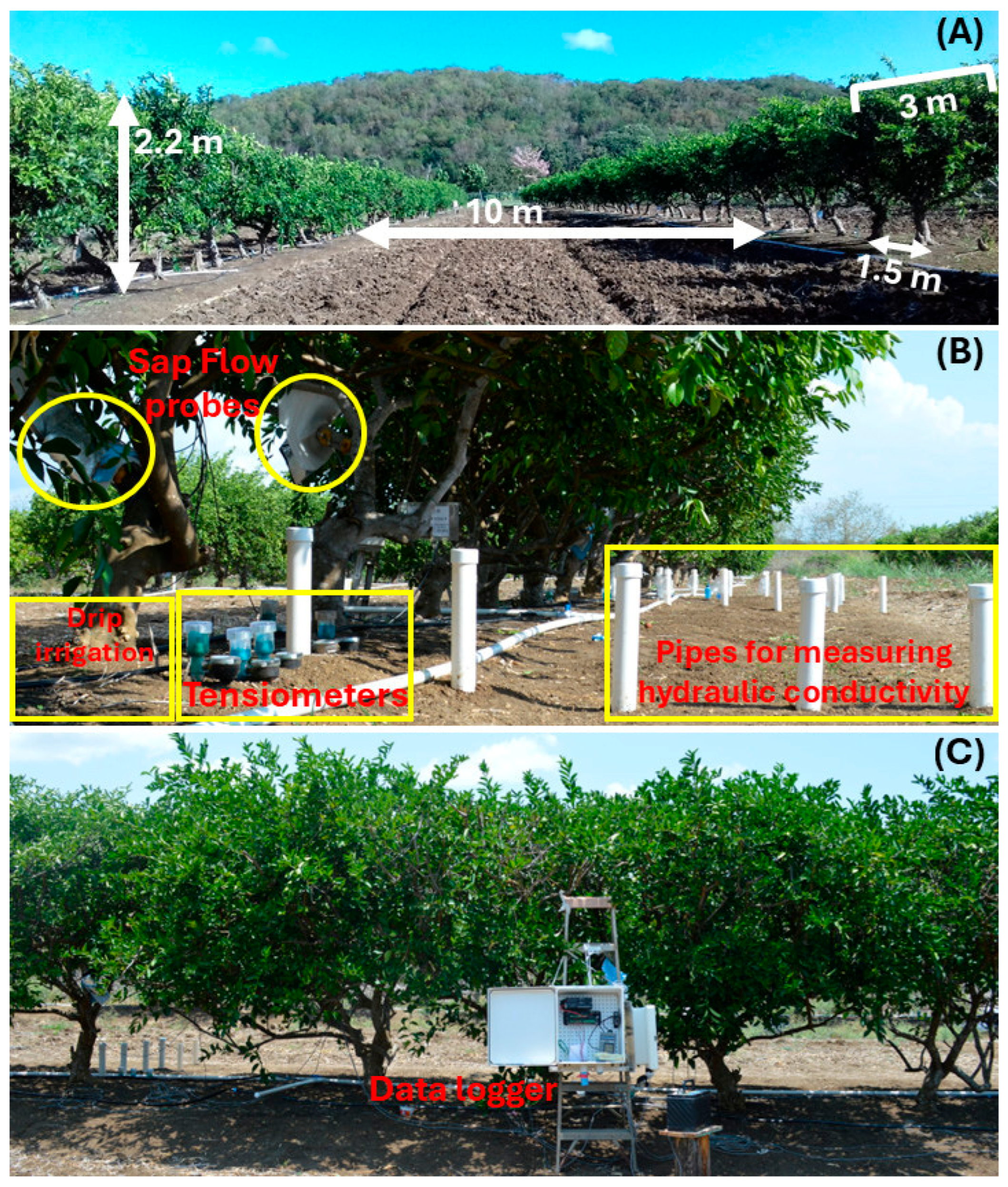 Horticulturae 11 01472 g001 Horticulturae 11 01472 g001