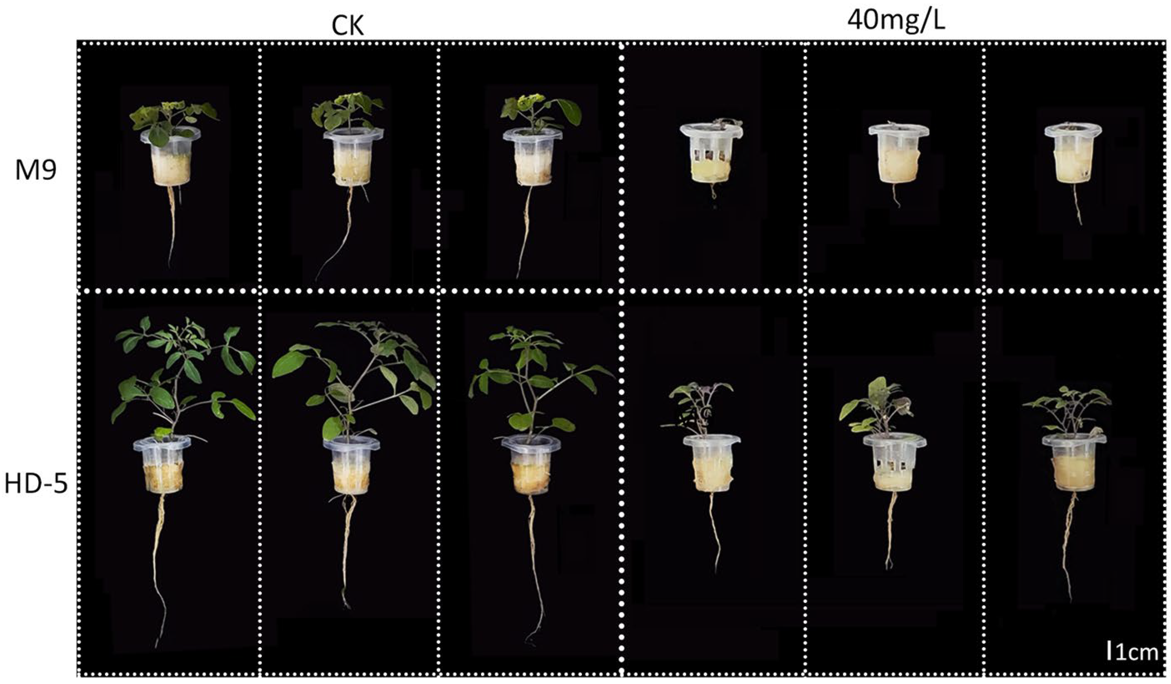 Horticulturae 11 01478 g001