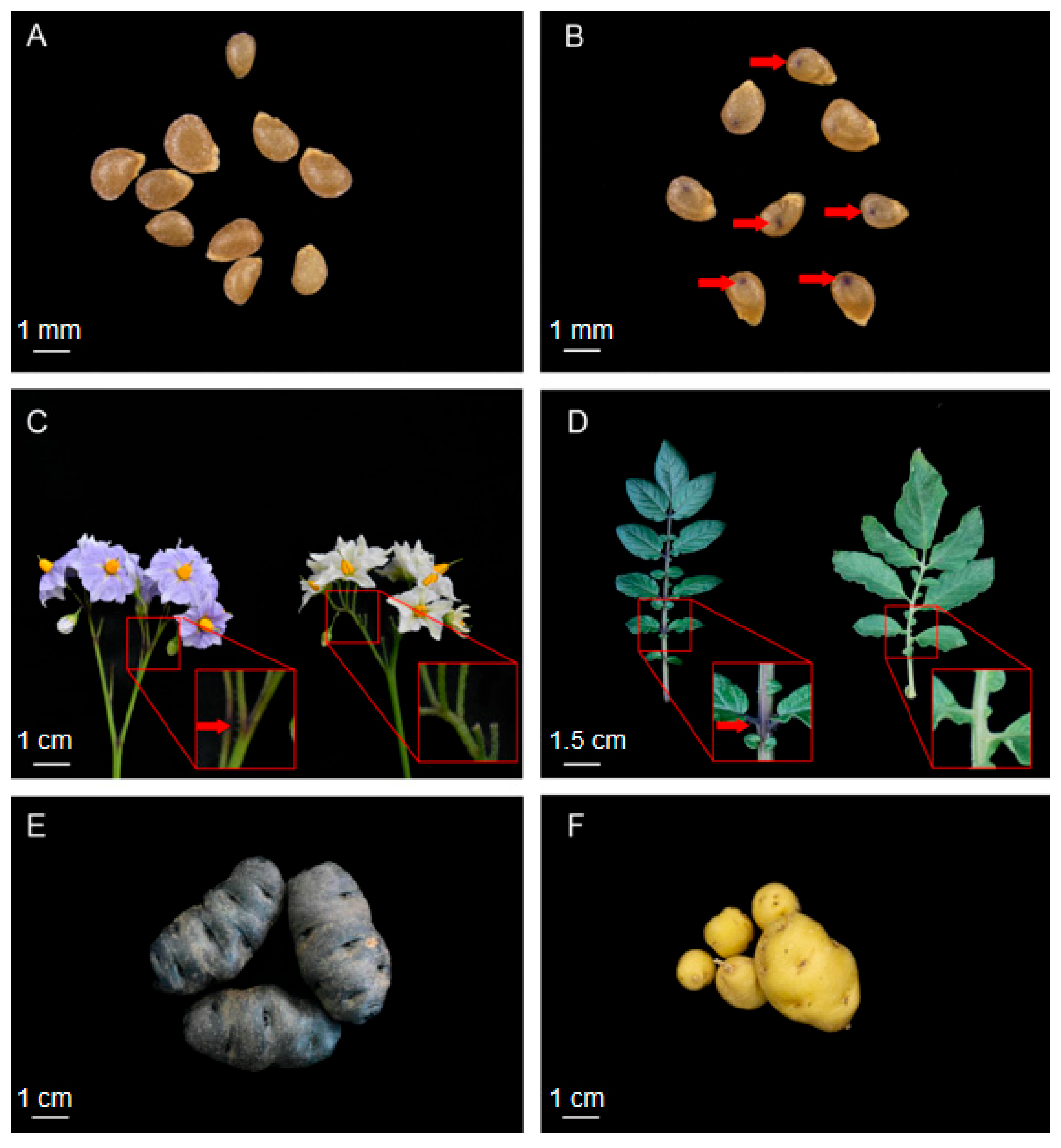 Horticulturae 11 01483 g001 Horticulturae 11 01483 g001