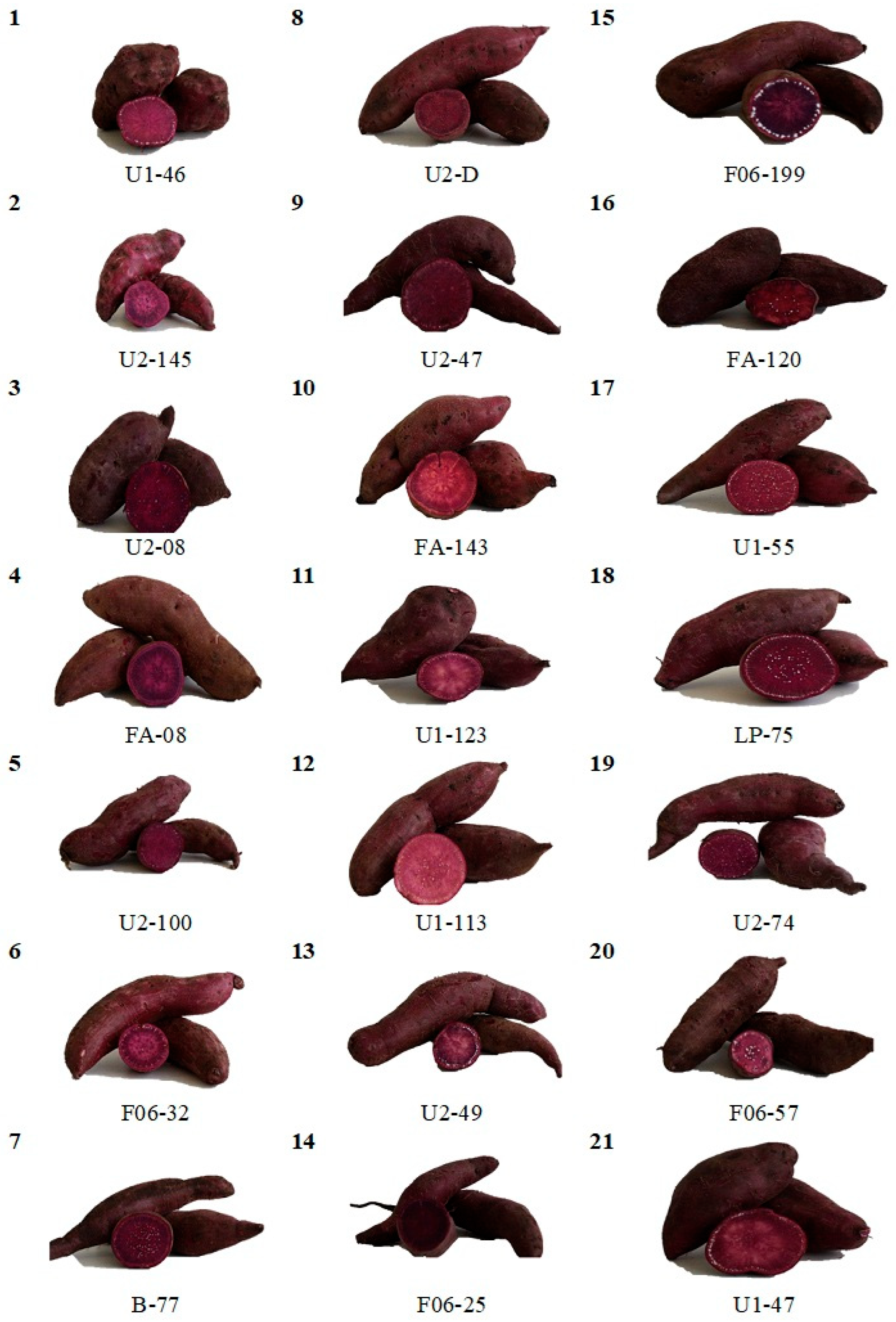 Horticulturae 11 01486 g008 Horticulturae 11 01486 g008