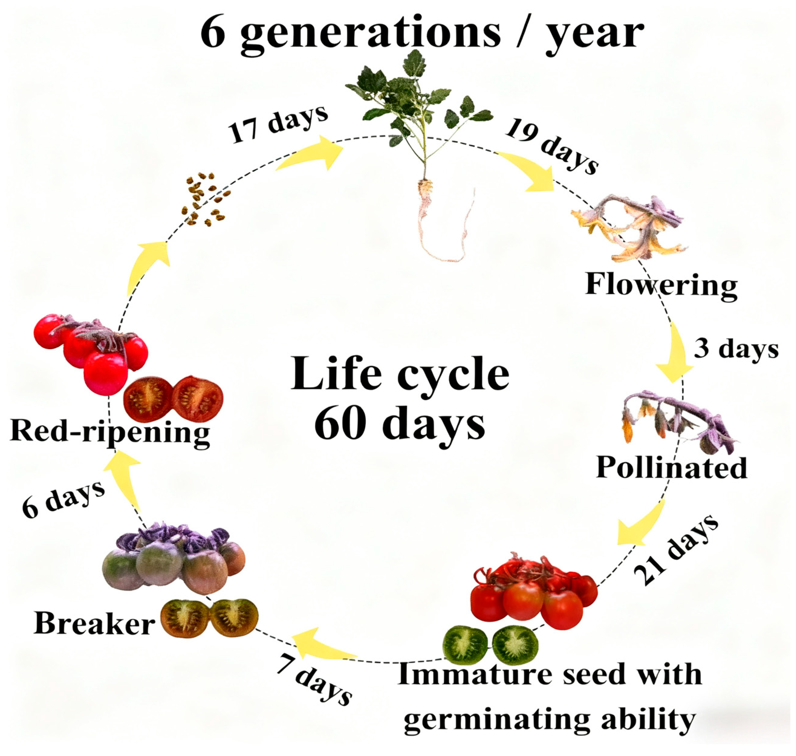 Horticulturae 11 01488 g005 Horticulturae 11 01488 g005