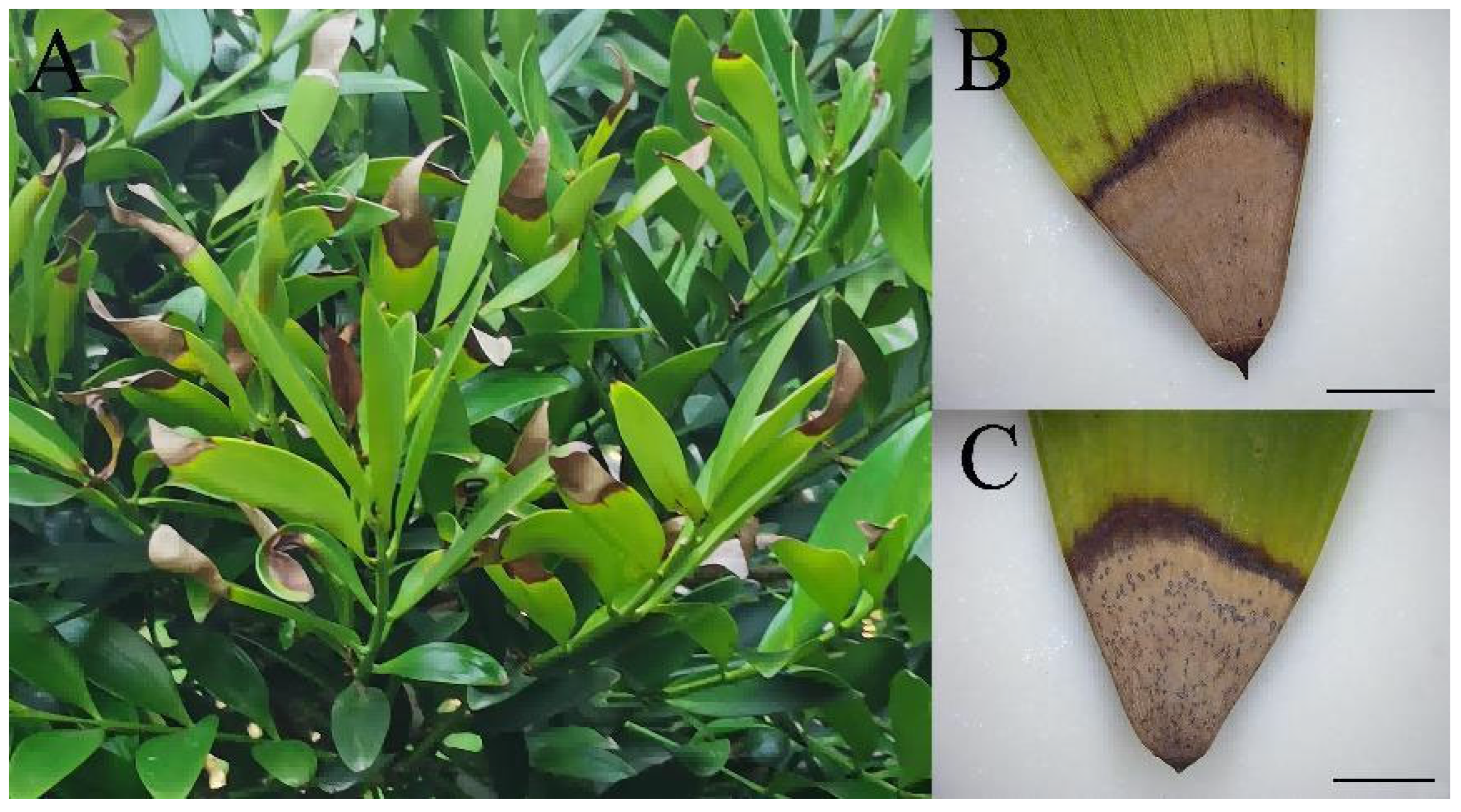 Horticulturae 11 01492 g001 Horticulturae 11 01492 g001