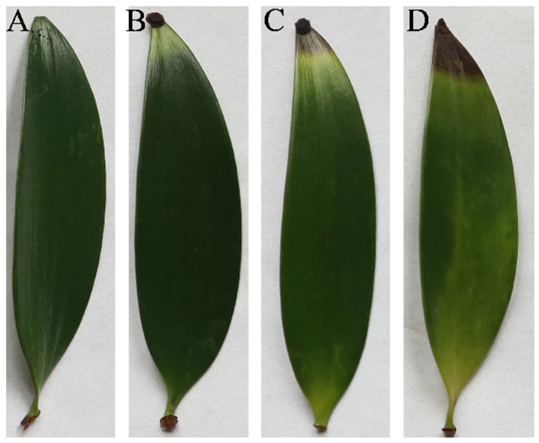 Horticulturae 11 01492 g002 Horticulturae 11 01492 g002