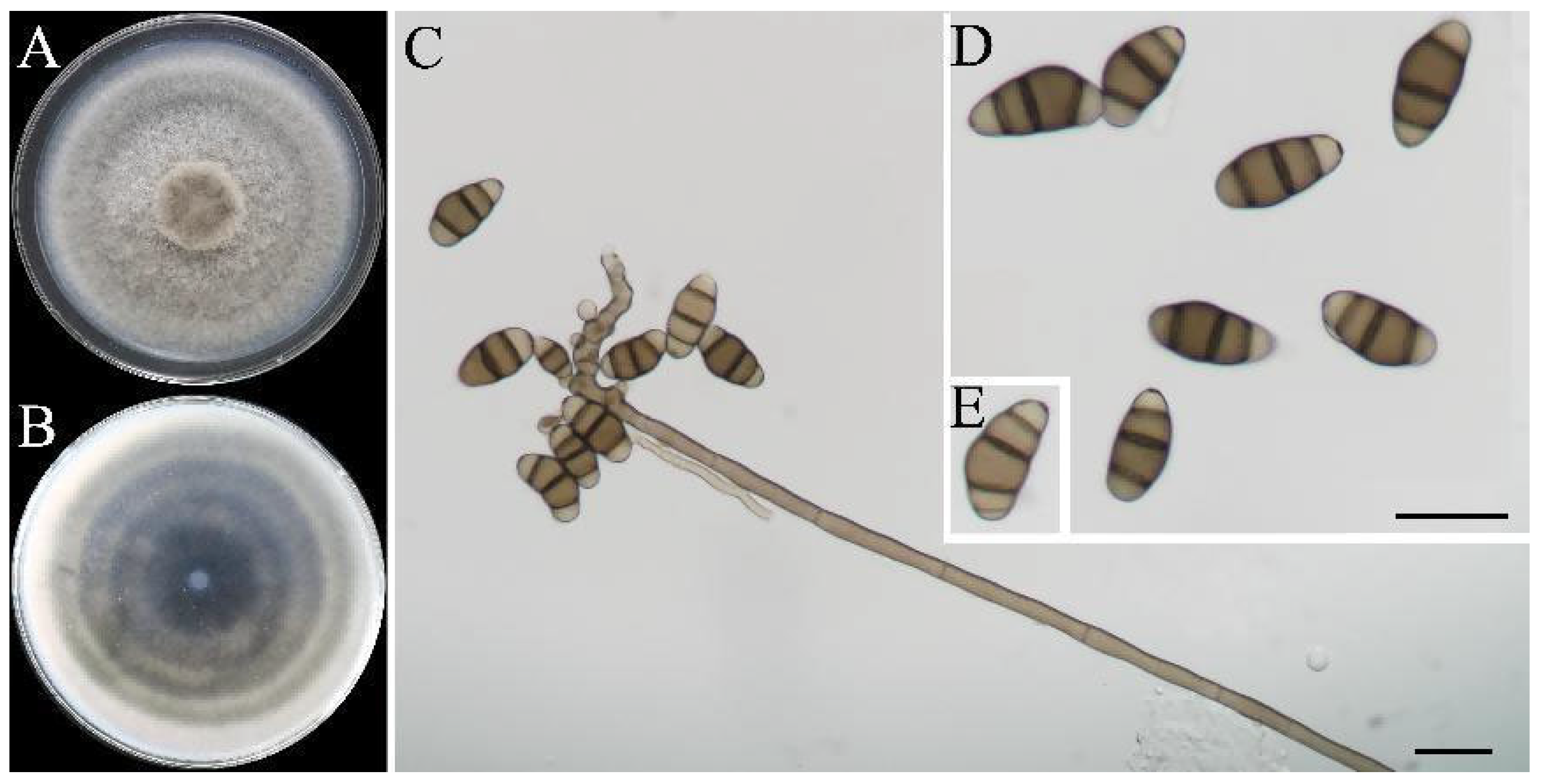 Horticulturae 11 01492 g003 Horticulturae 11 01492 g003