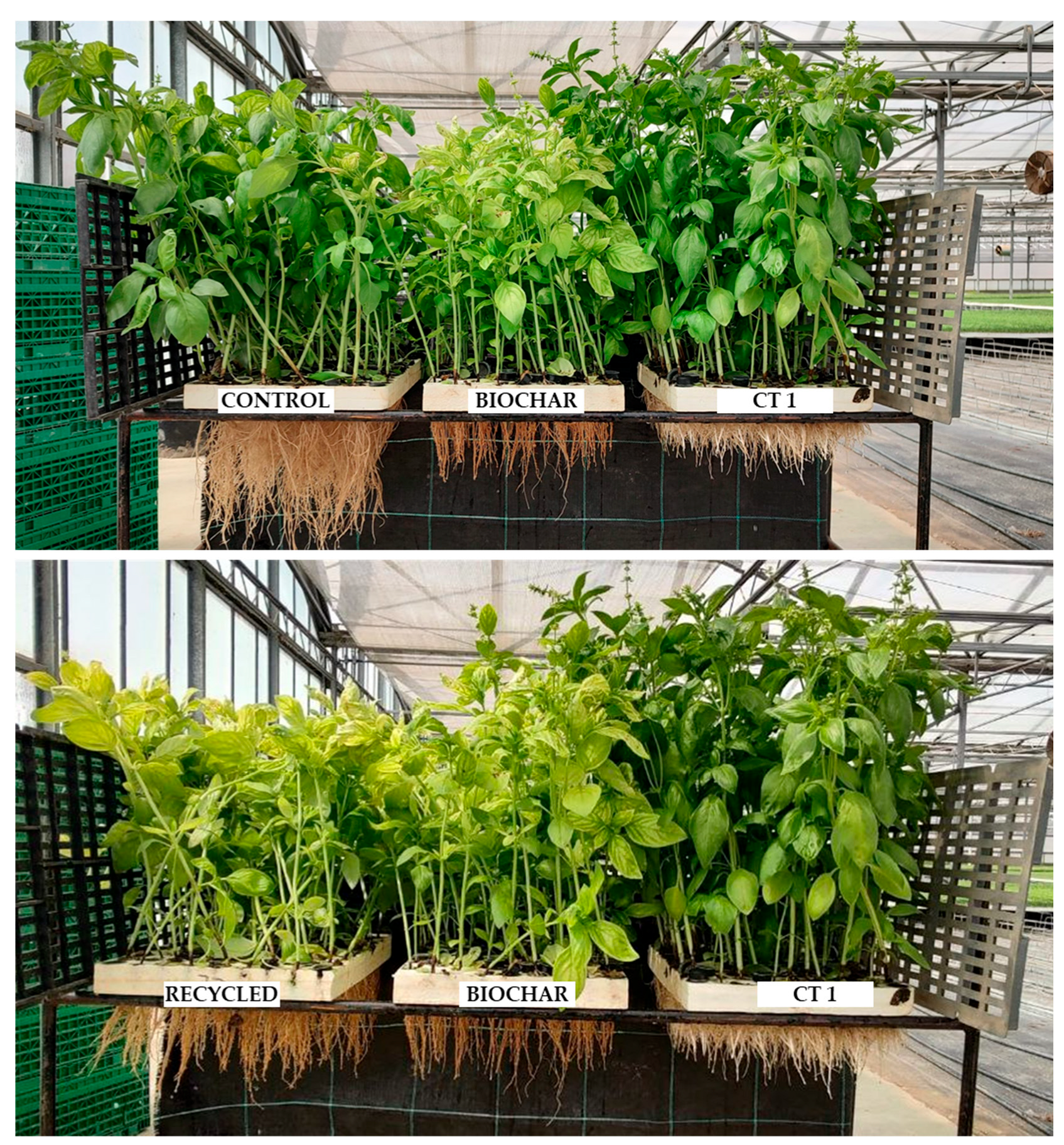 Horticulturae 11 01493 g004 Horticulturae 11 01493 g004