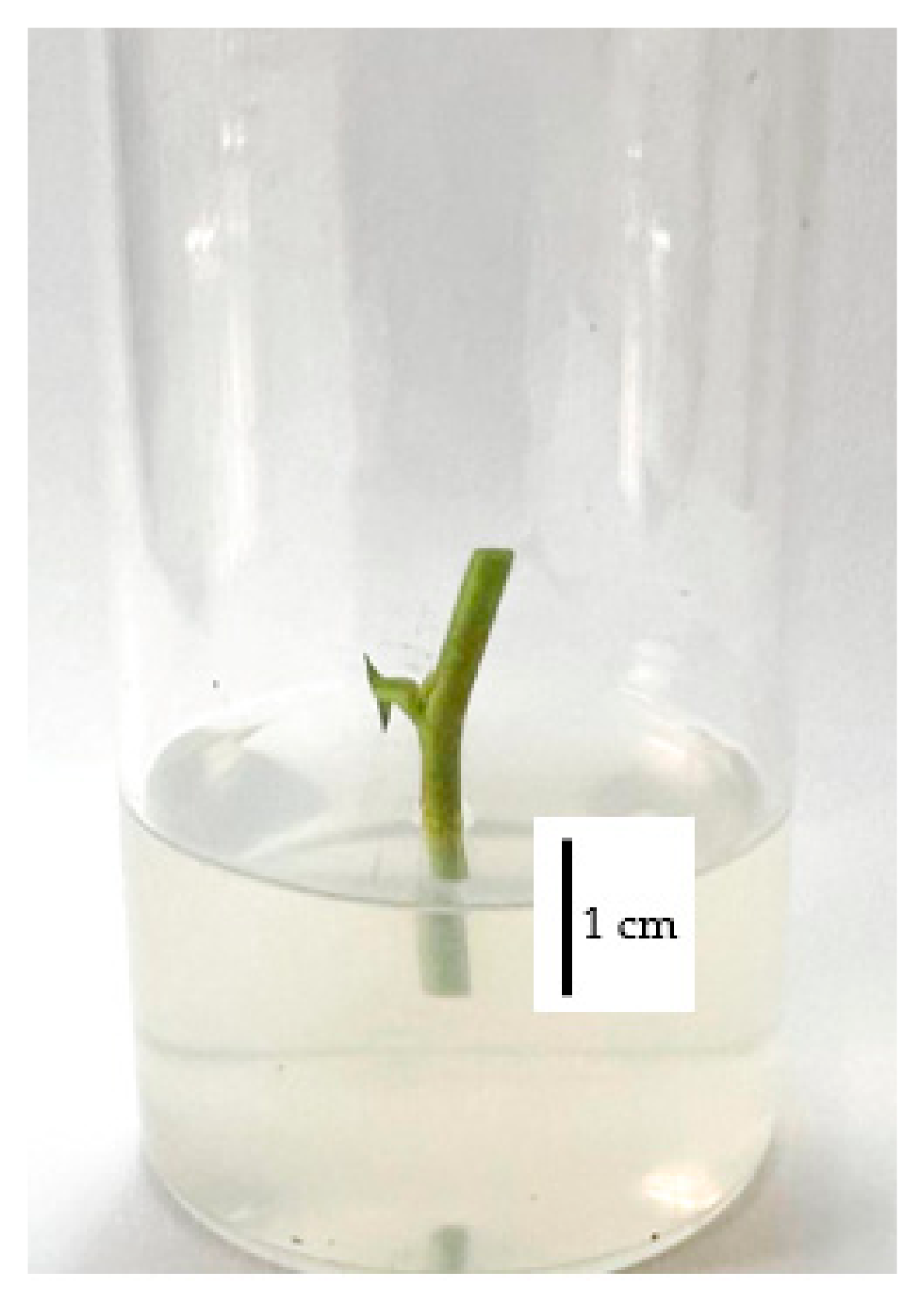 Horticulturae 11 01498 g001