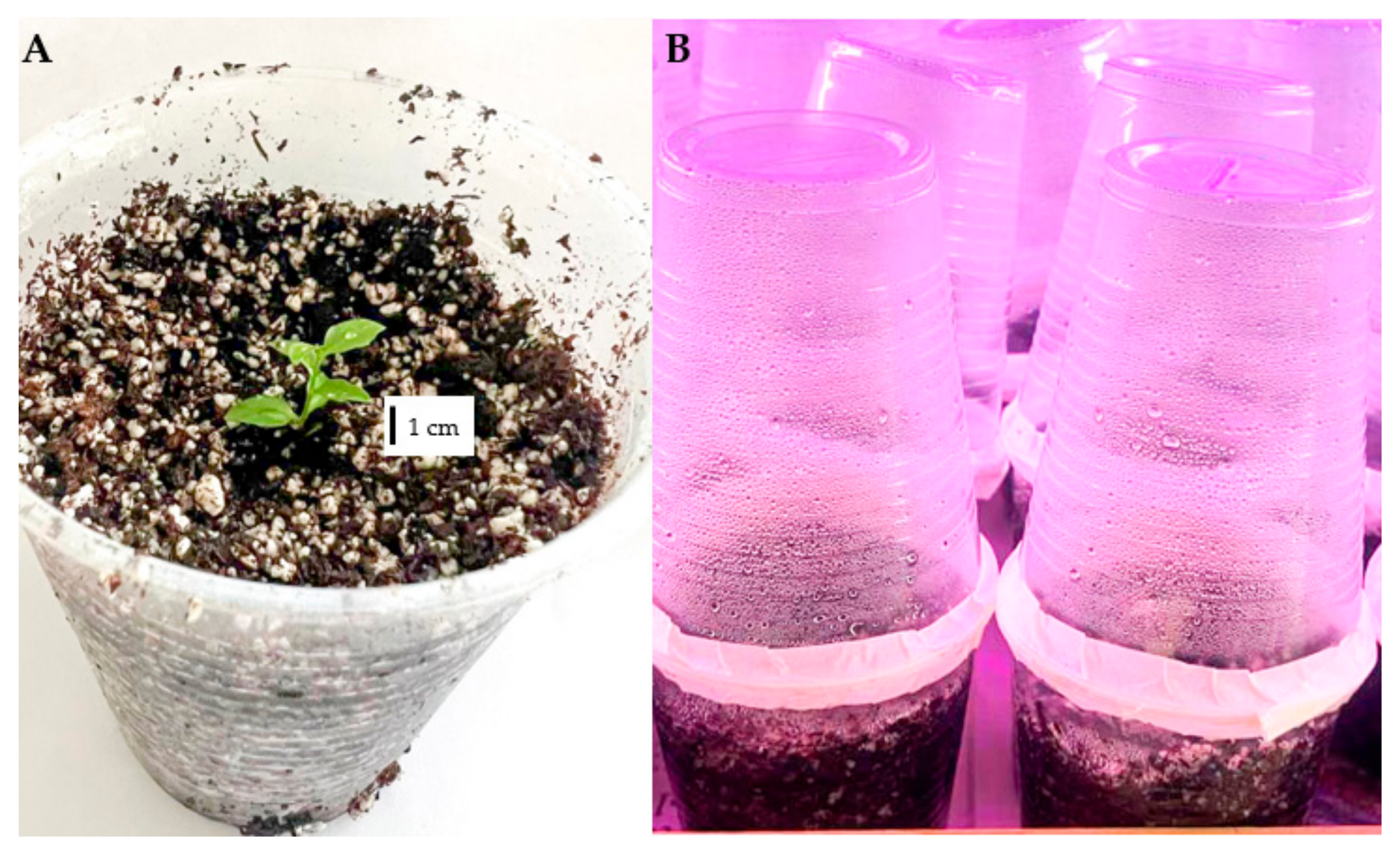 Horticulturae 11 01498 g002