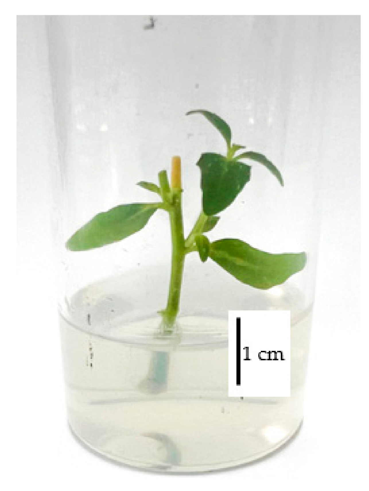 Horticulturae 11 01498 g003