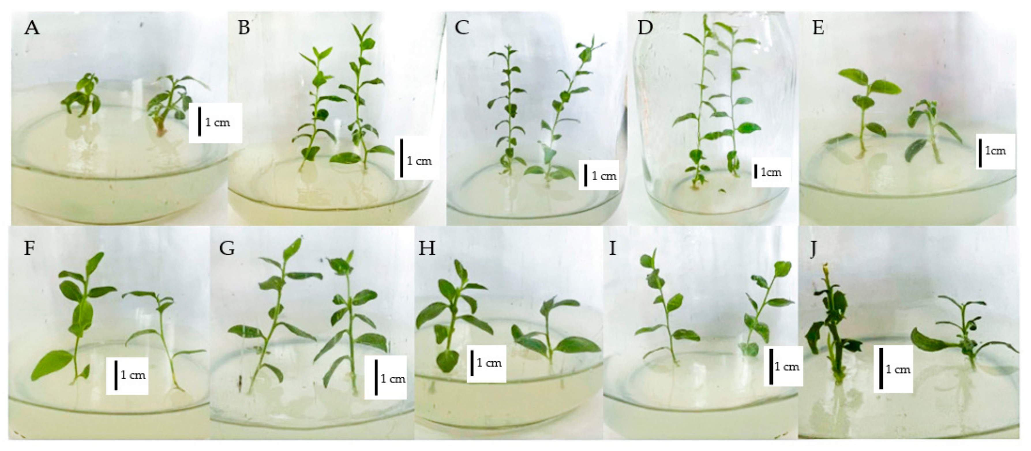 Horticulturae 11 01498 g004