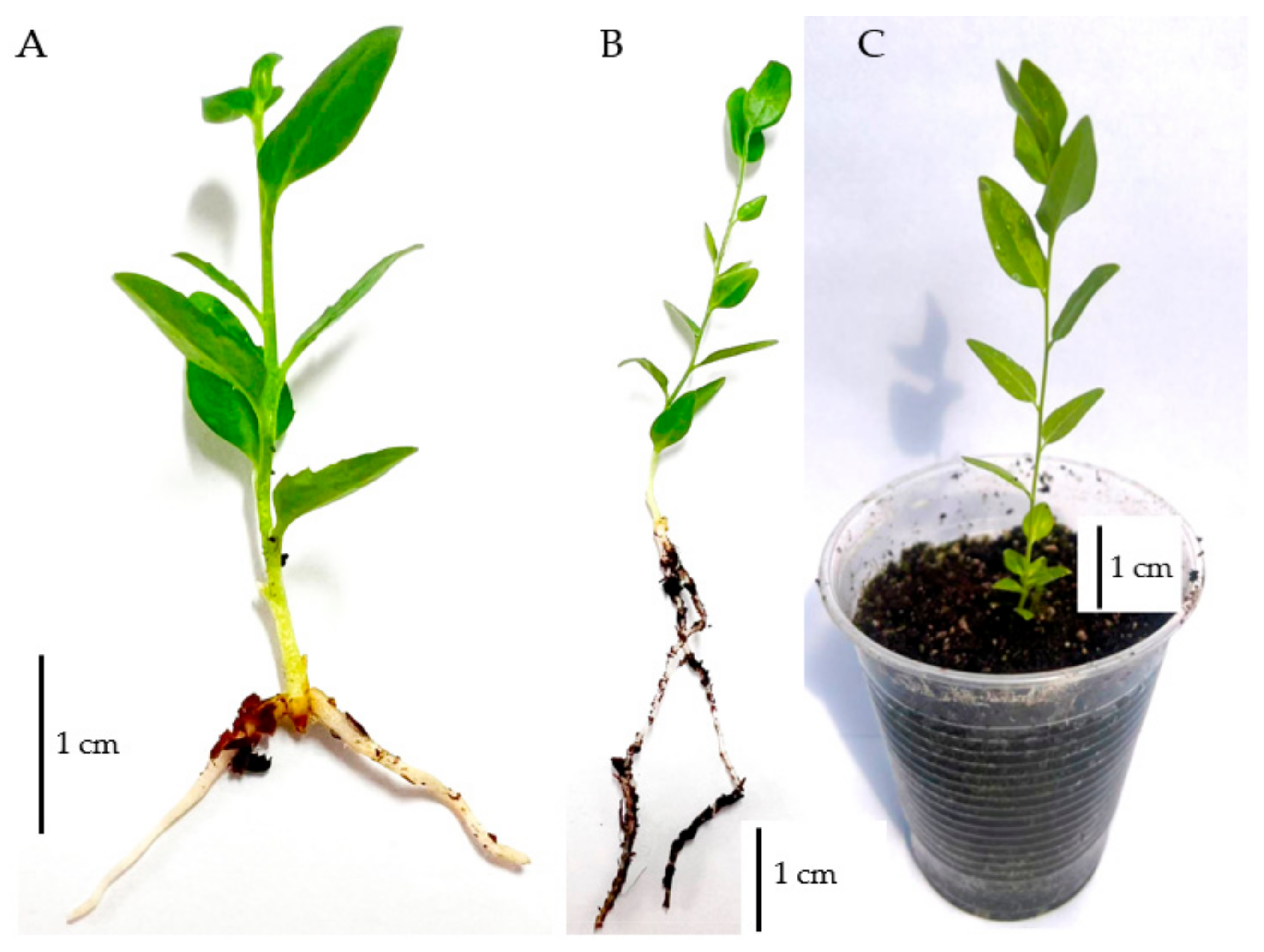 Horticulturae 11 01498 g005