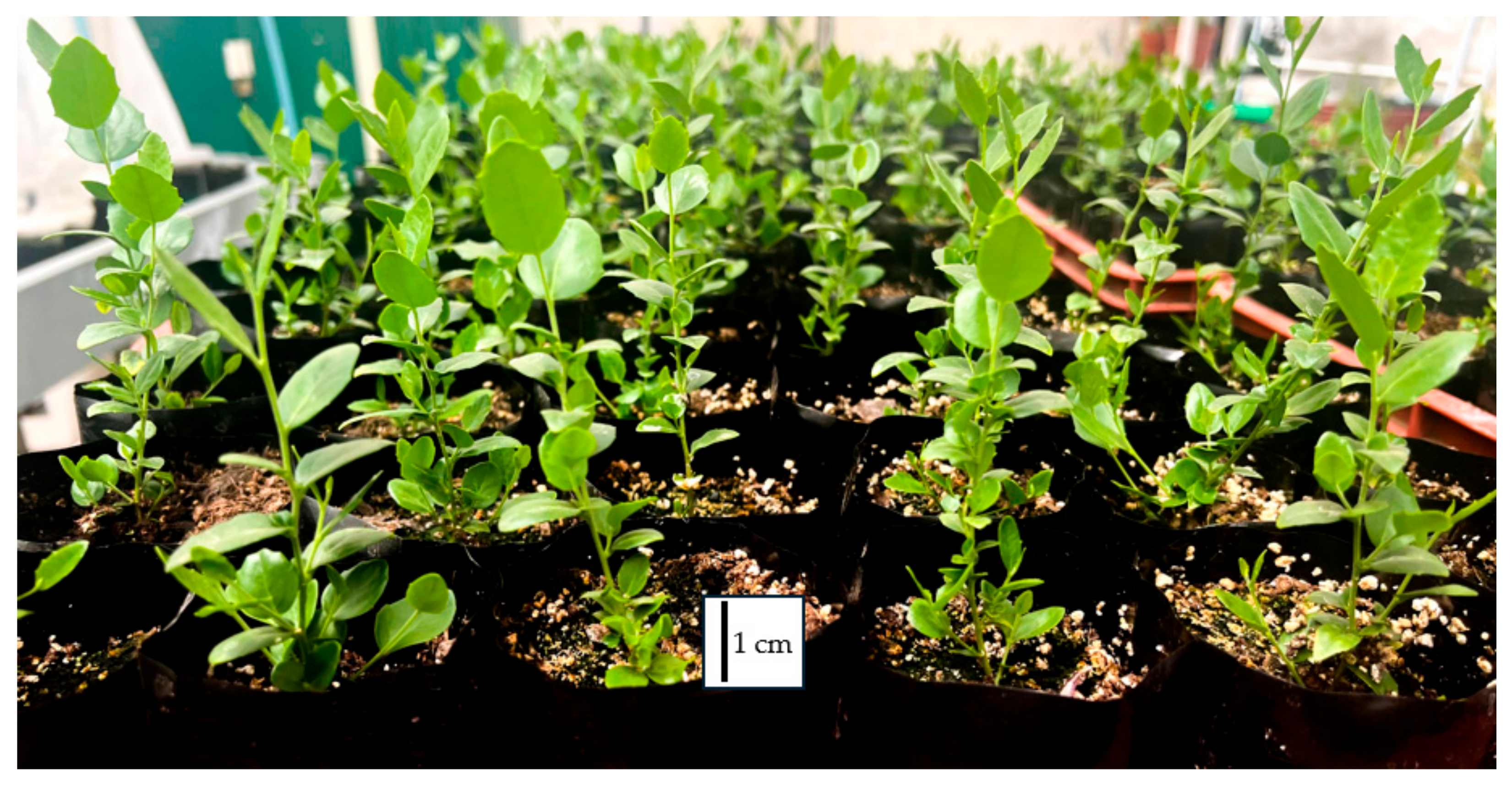 Horticulturae 11 01498 g006