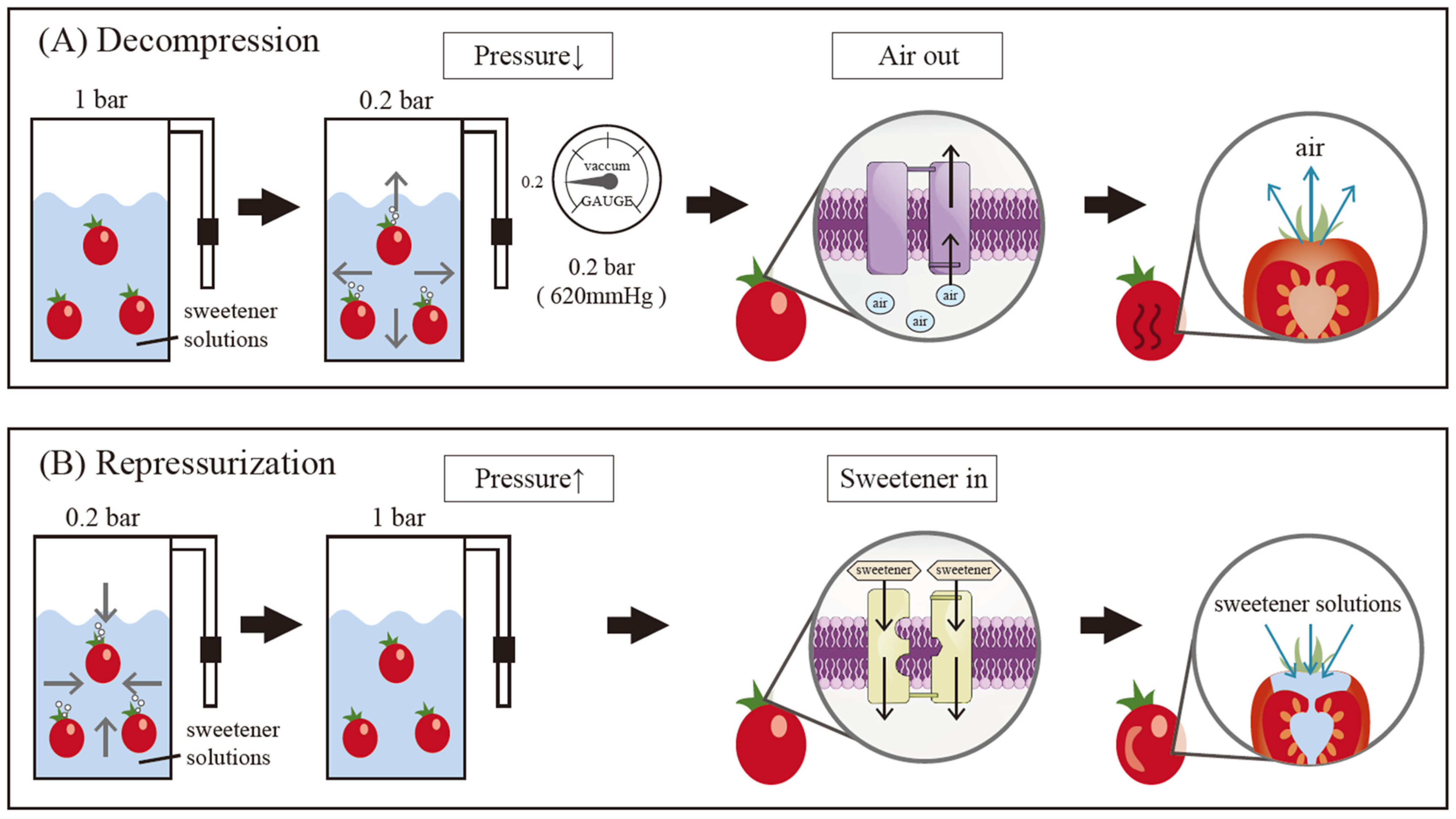 Horticulturae 11 01503 g001 Horticulturae 11 01503 g001