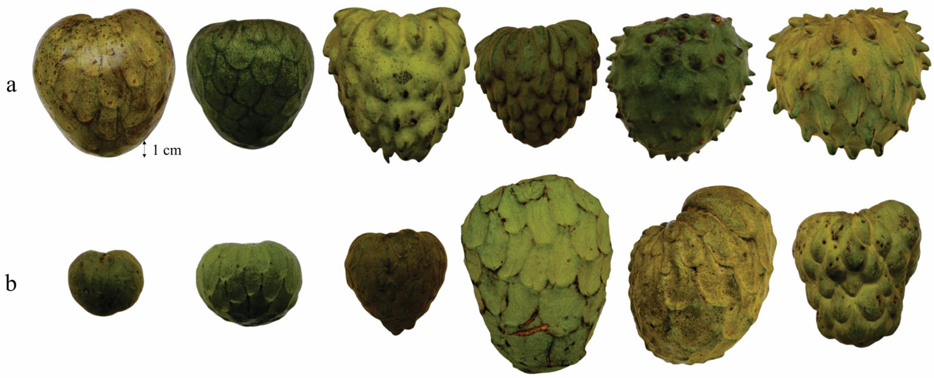 Horticulturae 11 01505 g002 Horticulturae 11 01505 g002