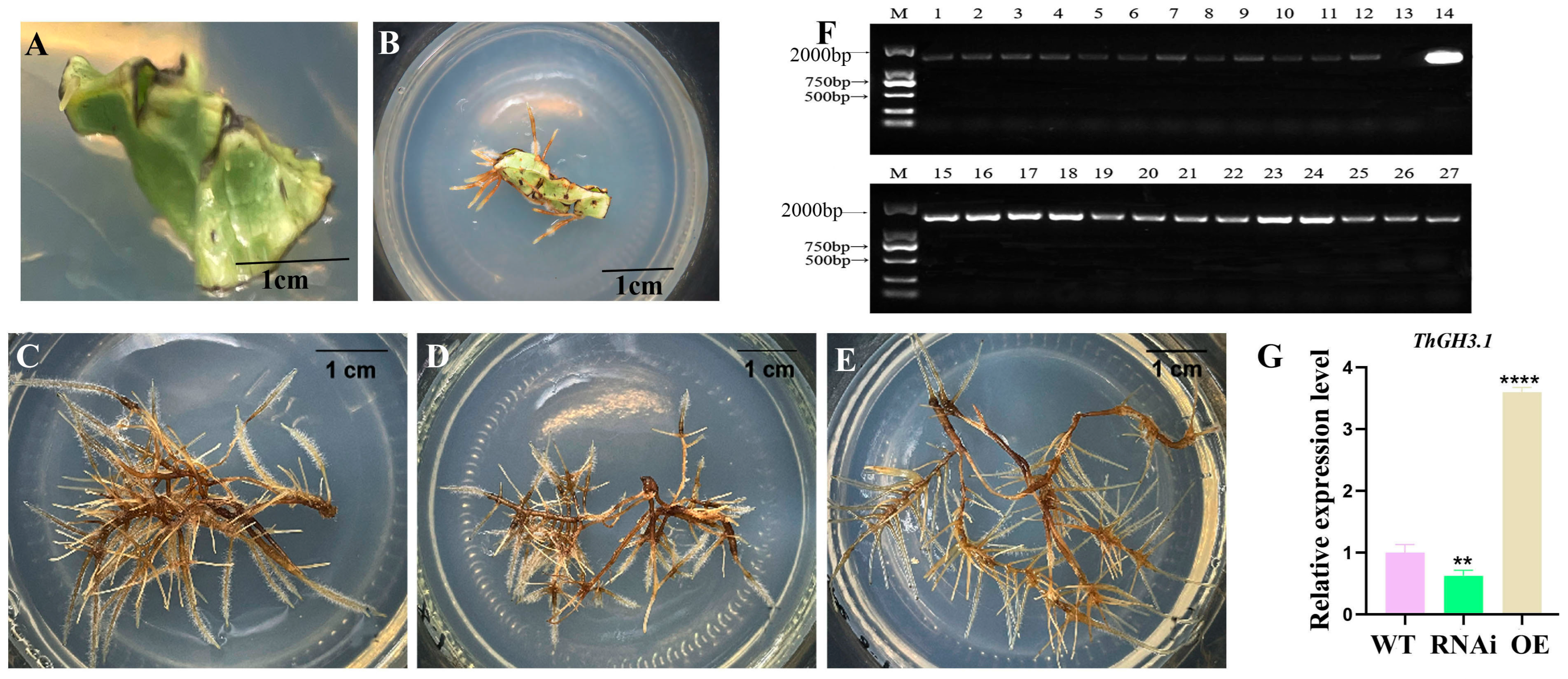 Horticulturae 11 01512 g002 Horticulturae 11 01512 g002