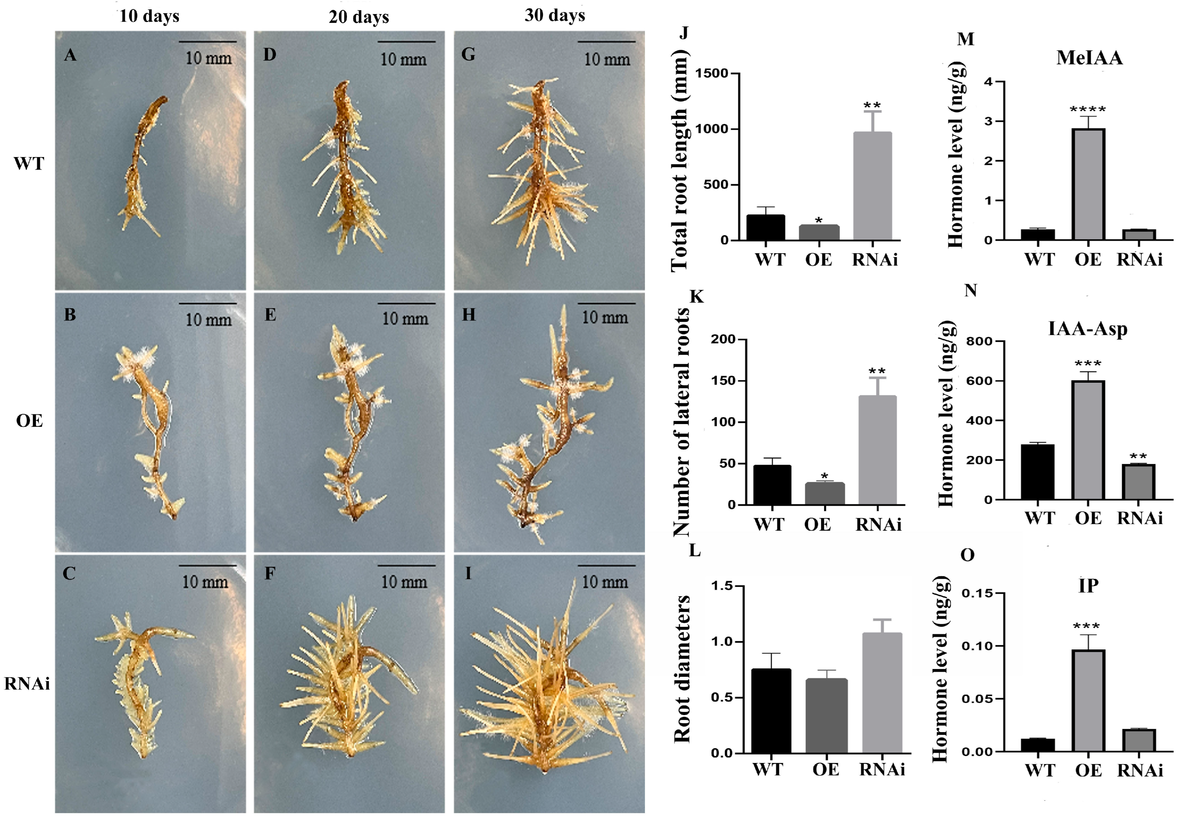 Horticulturae 11 01512 g003 Horticulturae 11 01512 g003