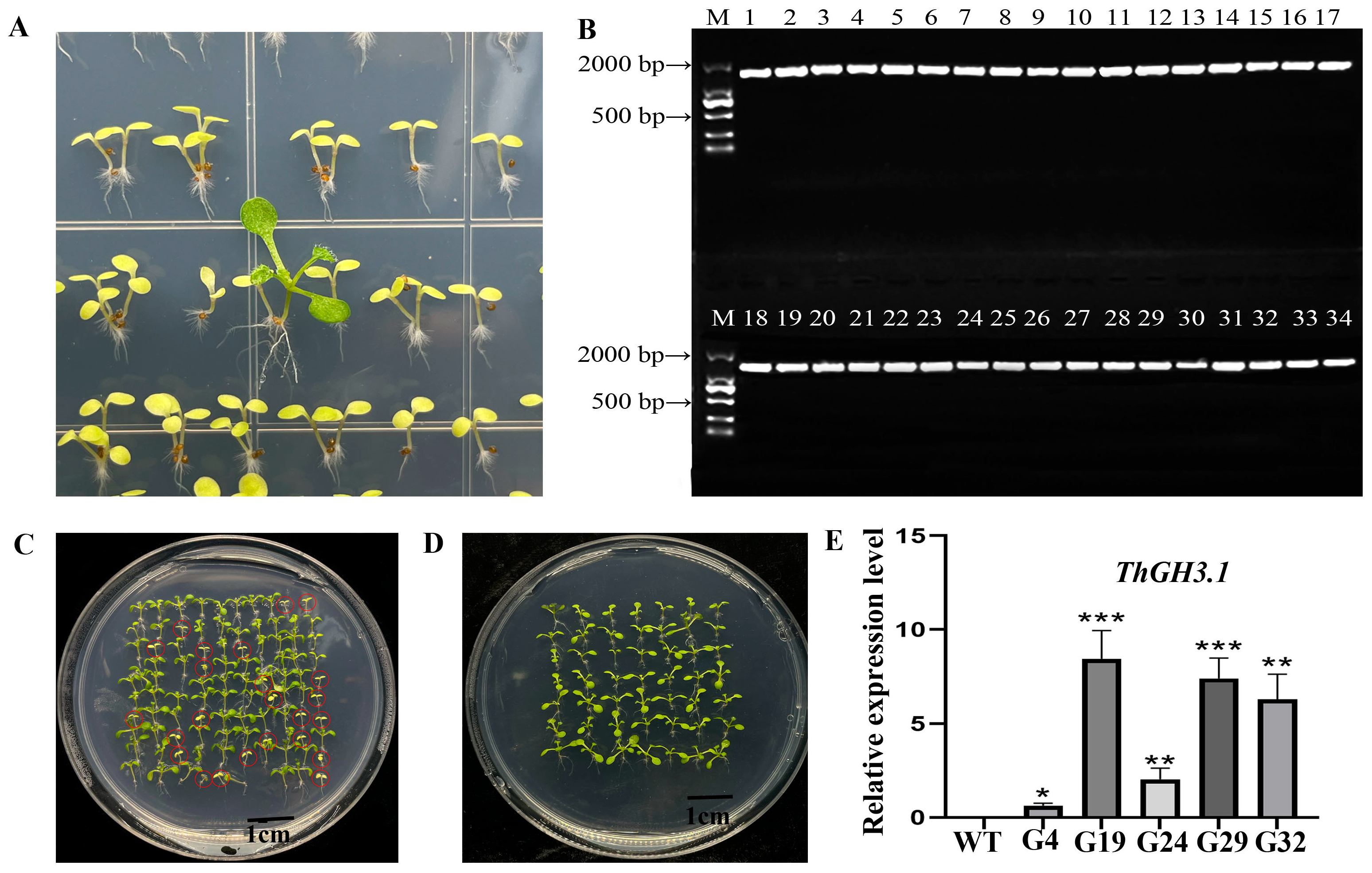 Horticulturae 11 01512 g004 Horticulturae 11 01512 g004