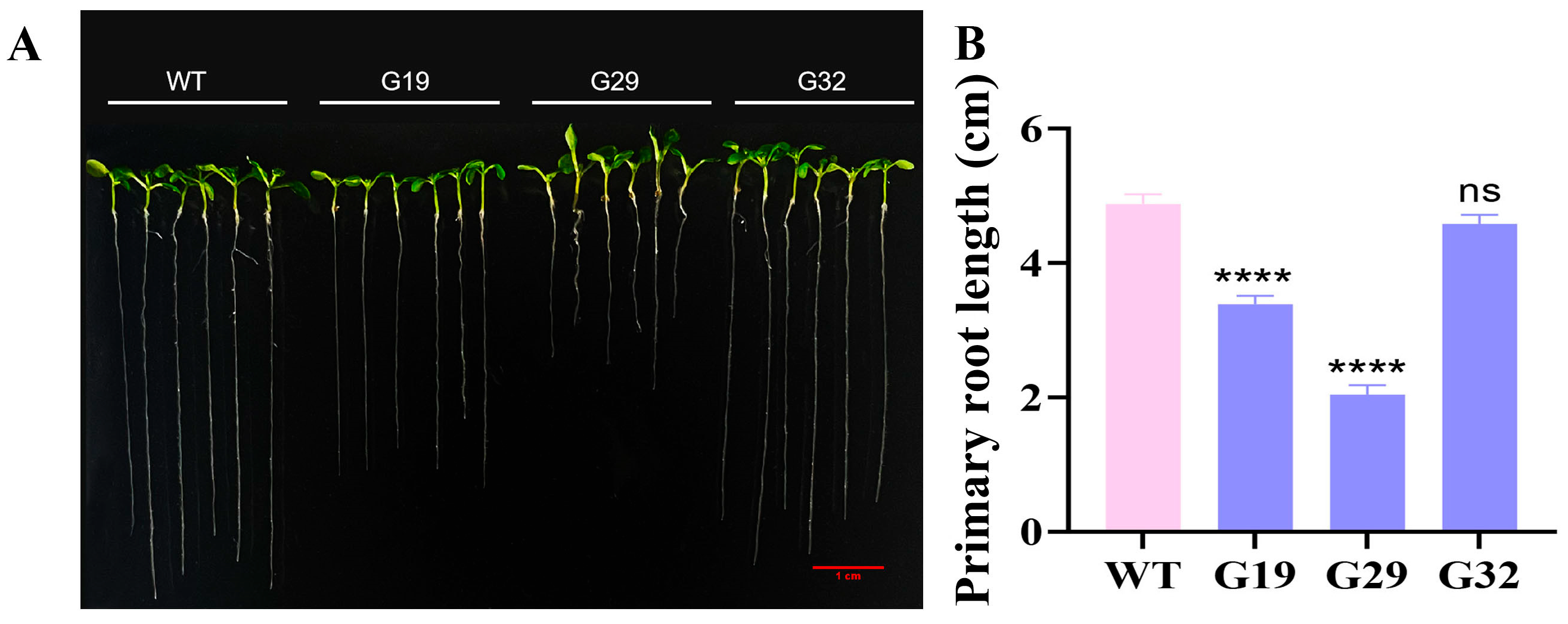 Horticulturae 11 01512 g005 Horticulturae 11 01512 g005