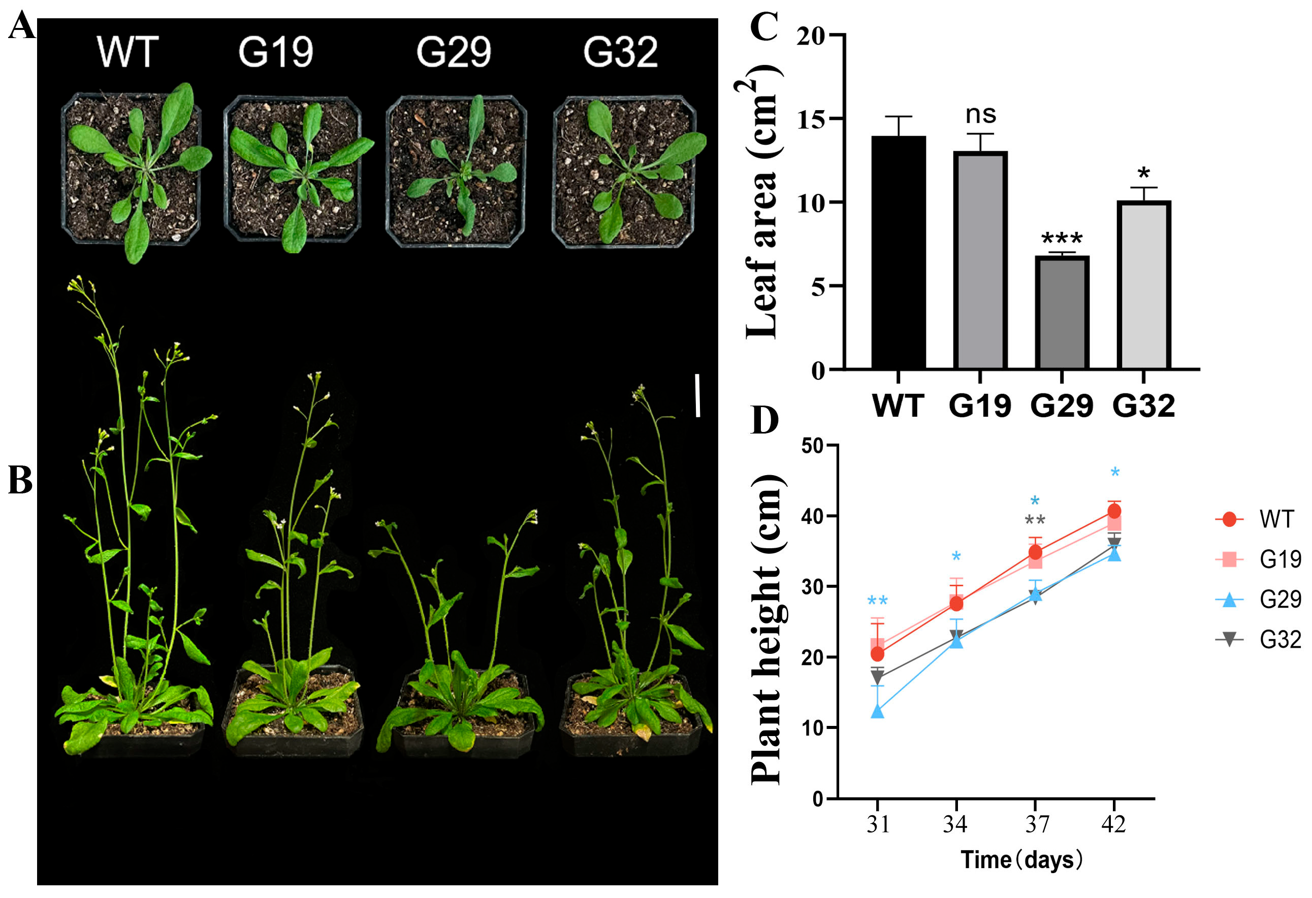 Horticulturae 11 01512 g006 Horticulturae 11 01512 g006