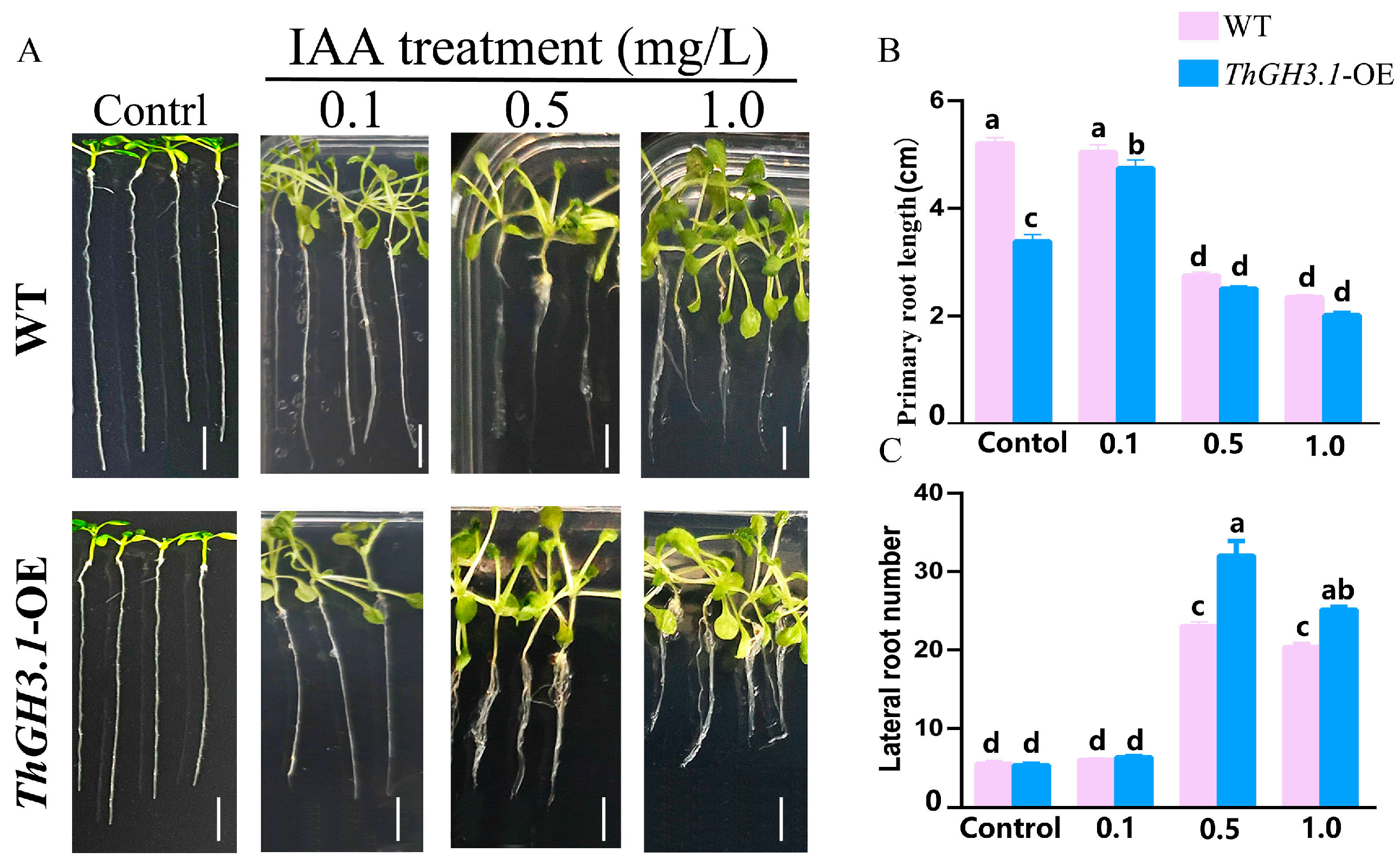 Horticulturae 11 01512 g008 Horticulturae 11 01512 g008