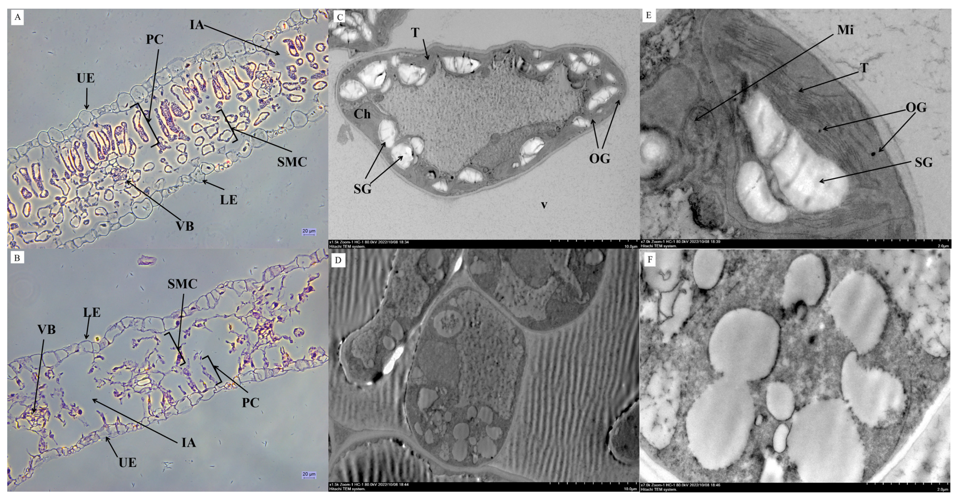 Horticulturae 11 01513 g002 Horticulturae 11 01513 g002