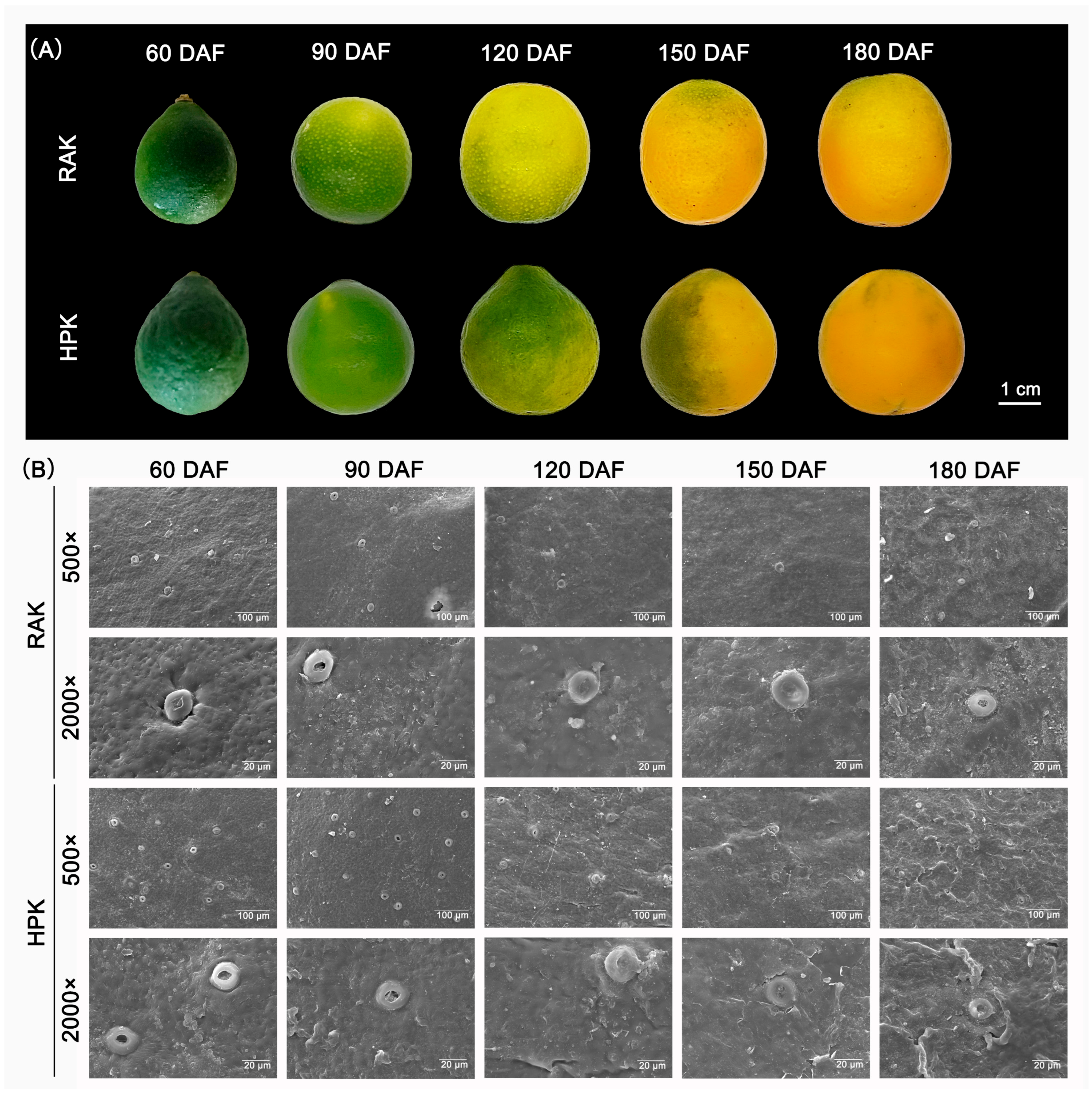 Horticulturae 11 01516 g001 Horticulturae 11 01516 g001