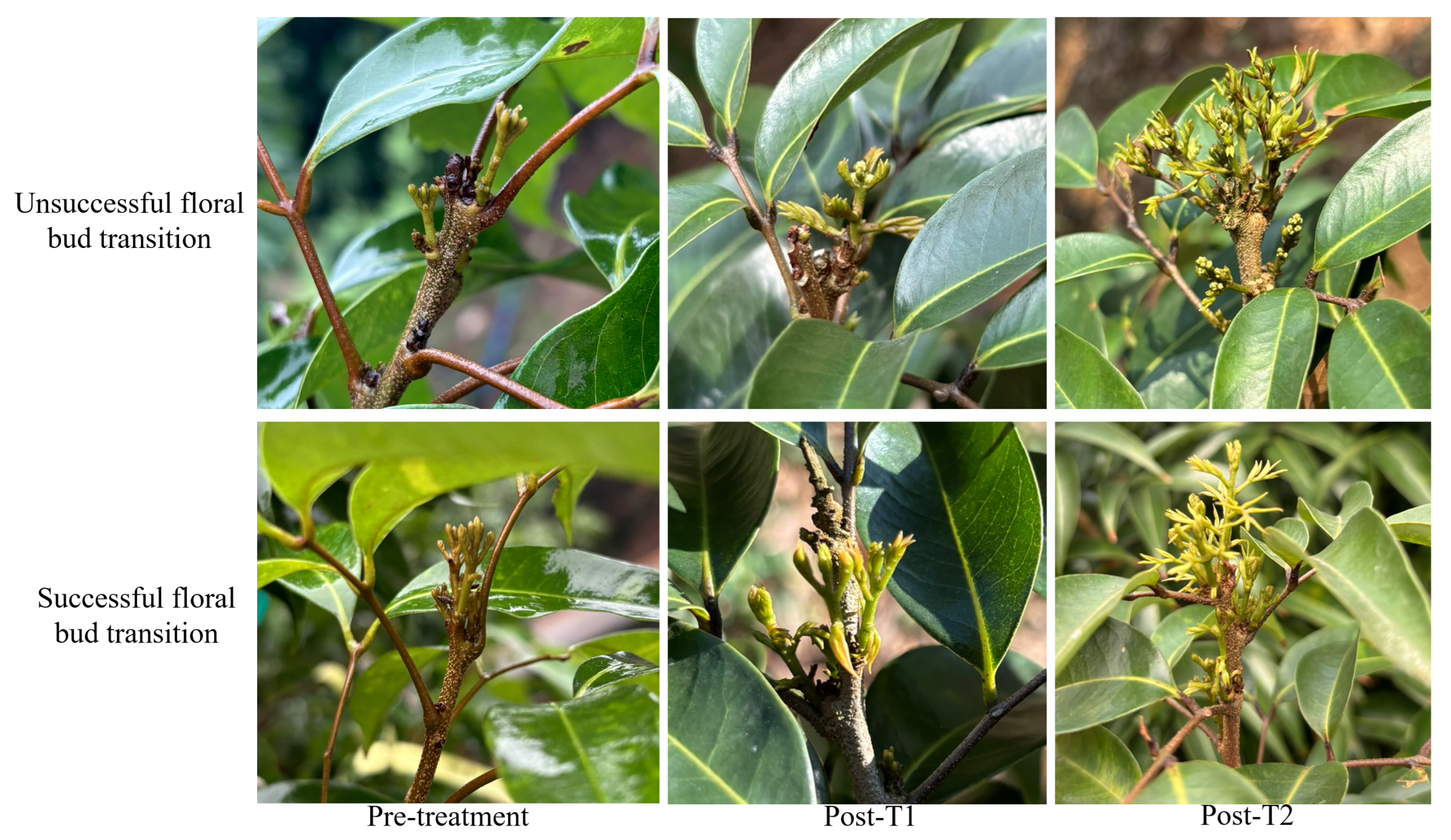 Horticulturae 11 01522 g003