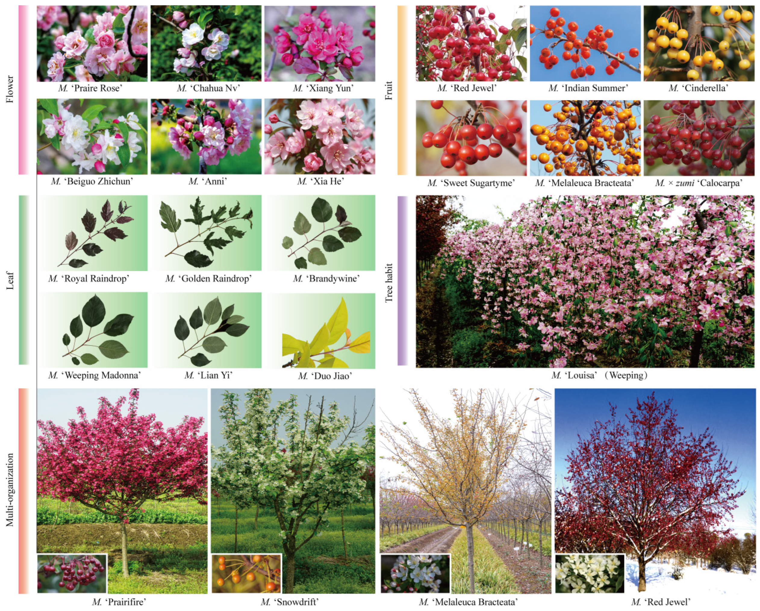 Horticulturae 11 01527 g004