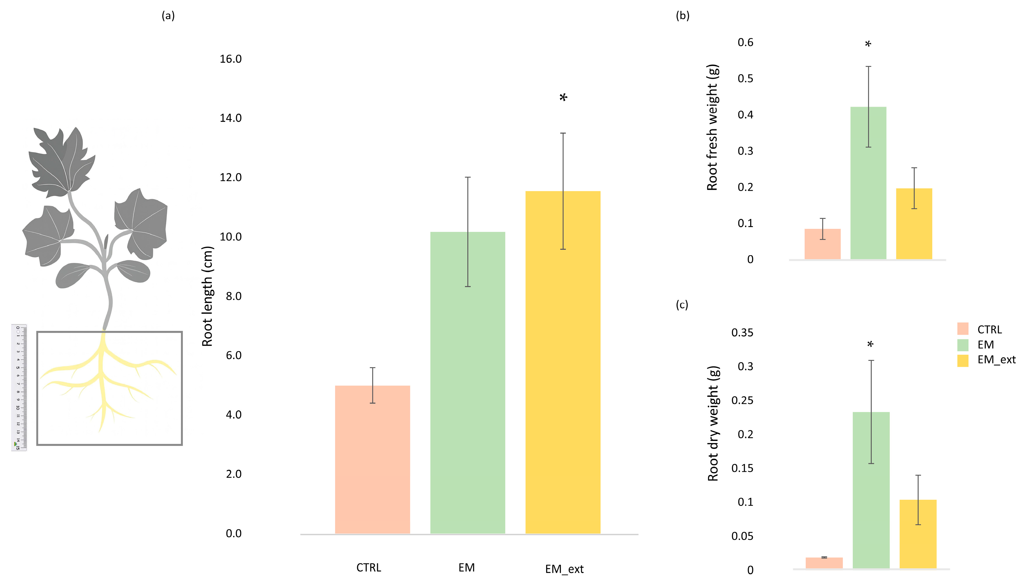 Horticulturae 11 01528 g002