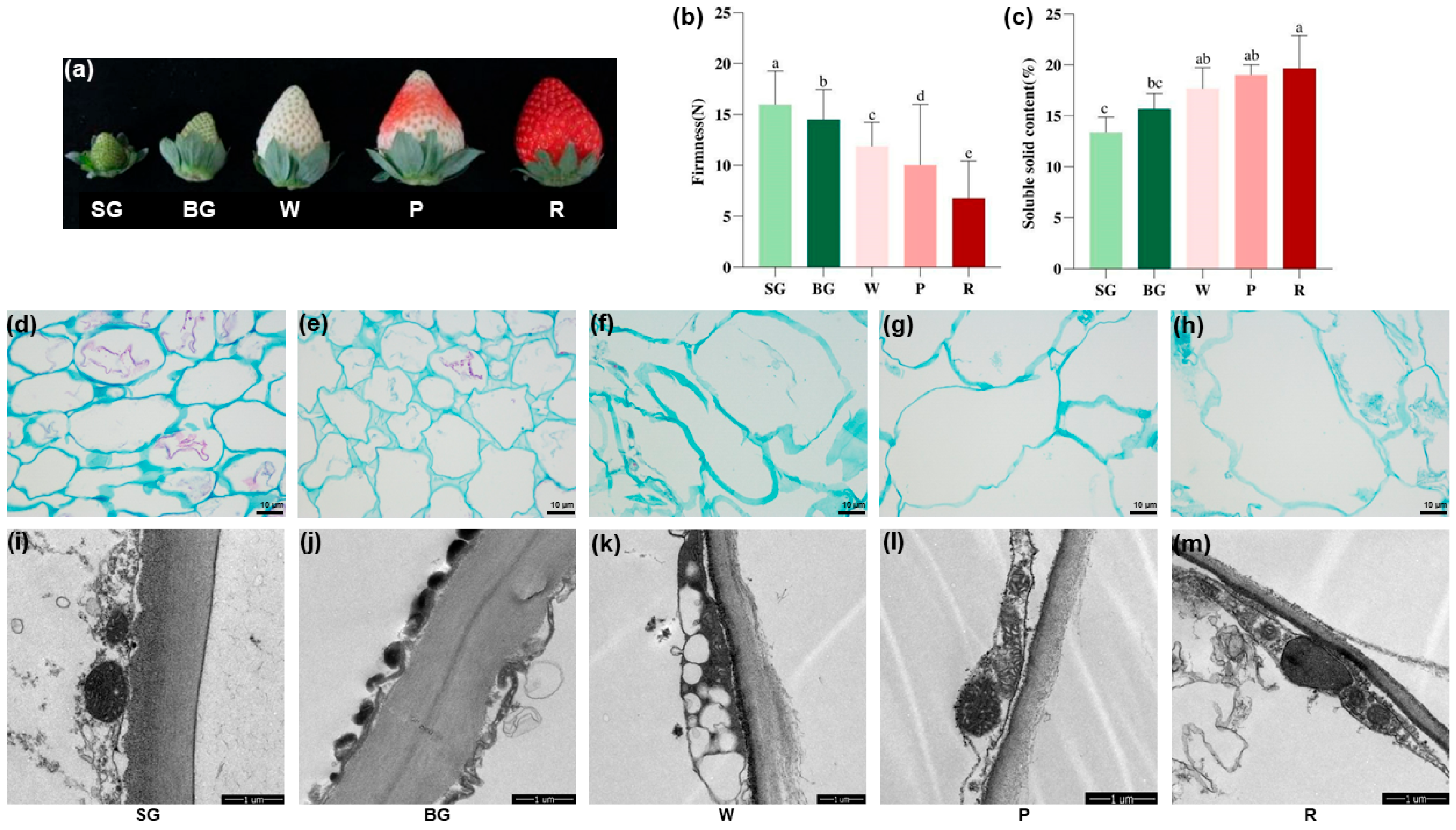 Horticulturae 11 01533 g002 Horticulturae 11 01533 g002