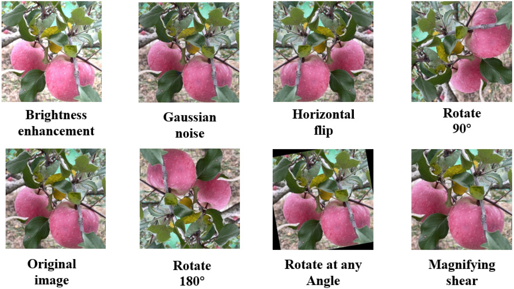 Horticulturae 11 01539 g009