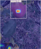 Horticulturae 11 01539 i011