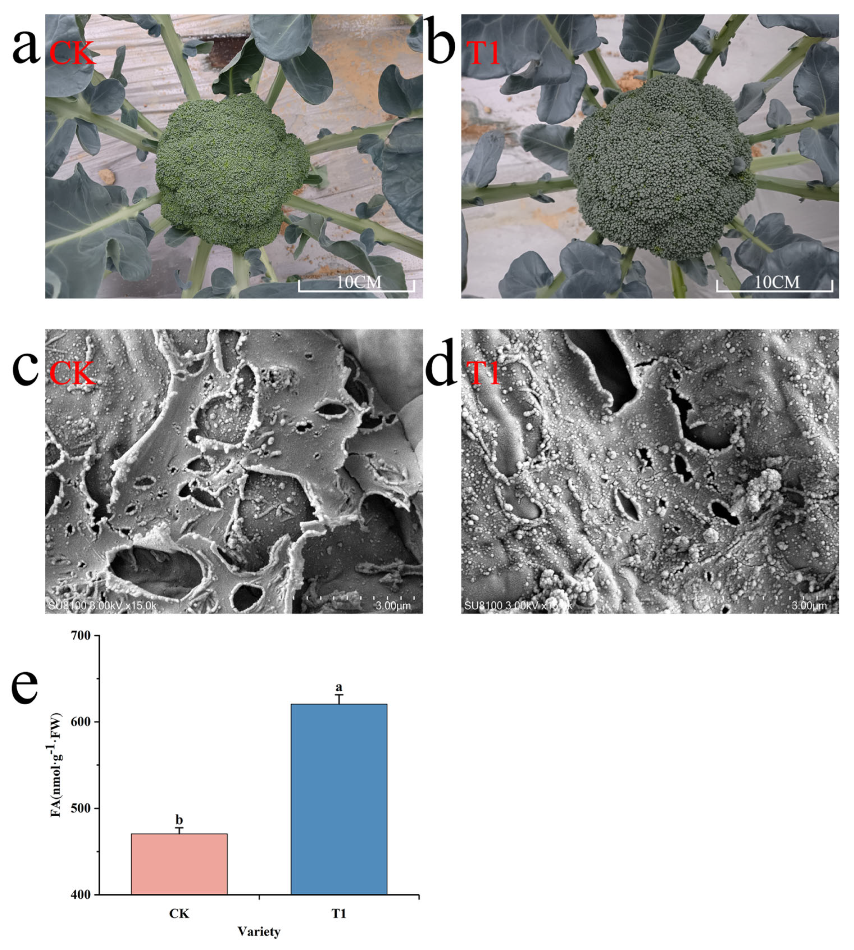 Horticulturae 12 00005 g001
