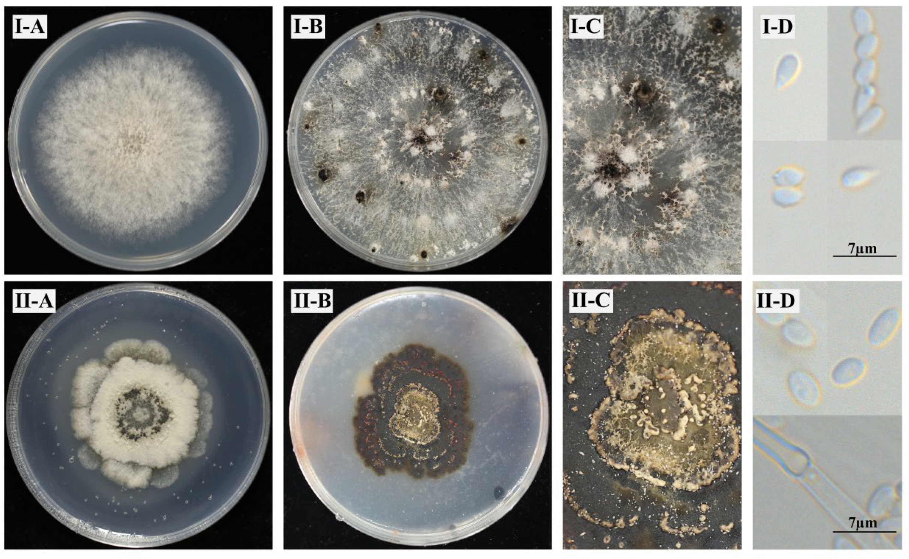 Horticulturae 12 00009 g001
