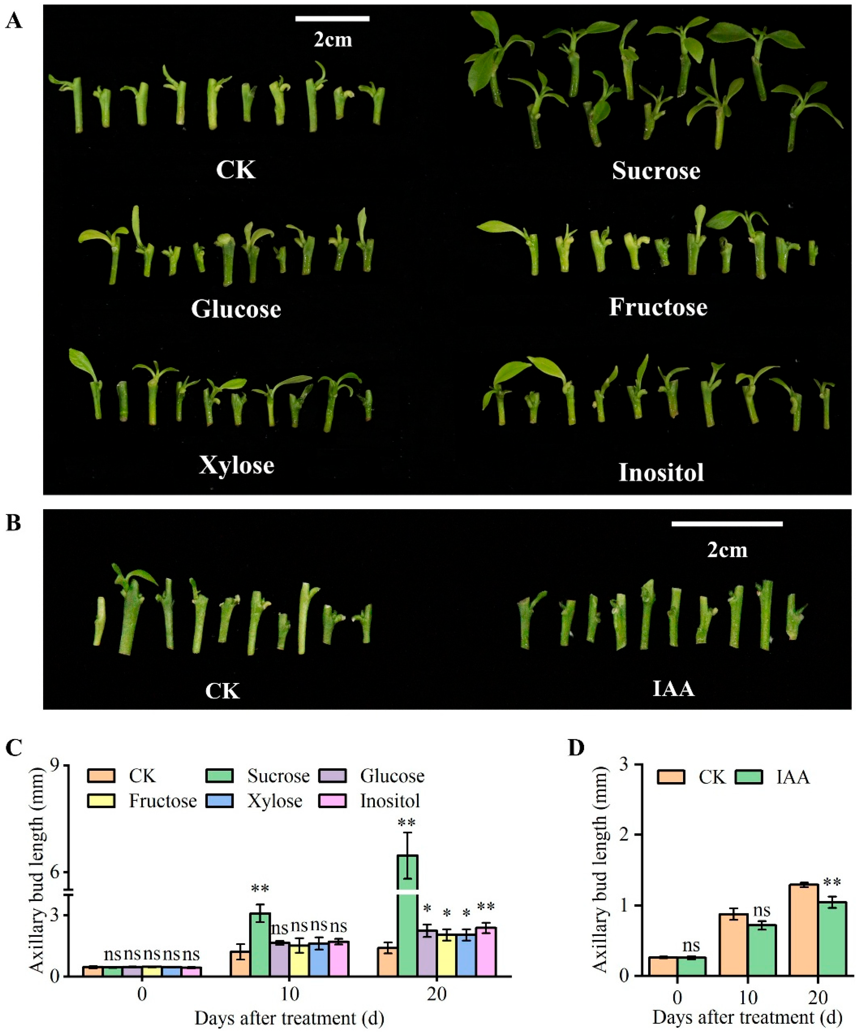 Horticulturae 12 00014 g006