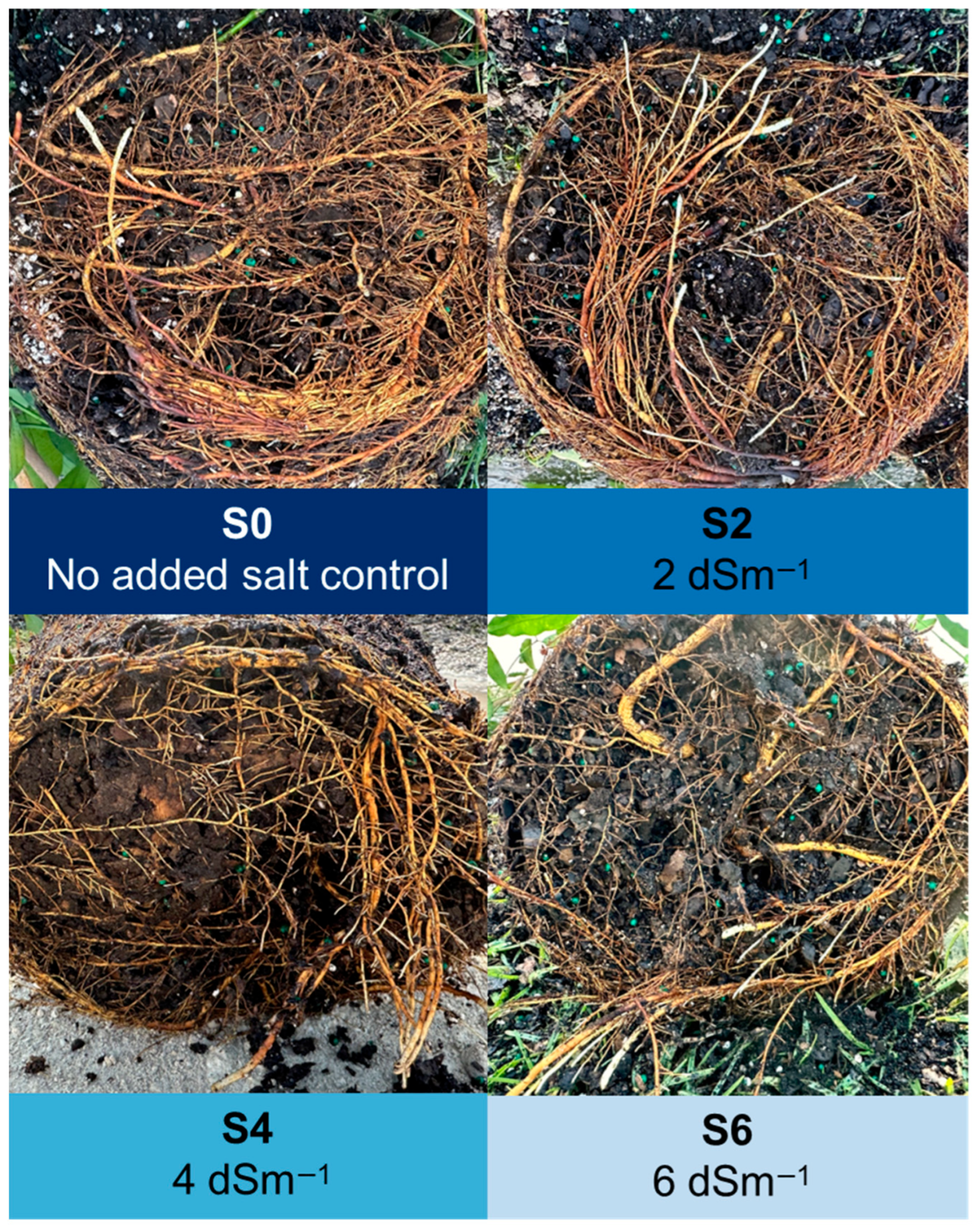 Horticulturae 12 00020 g010