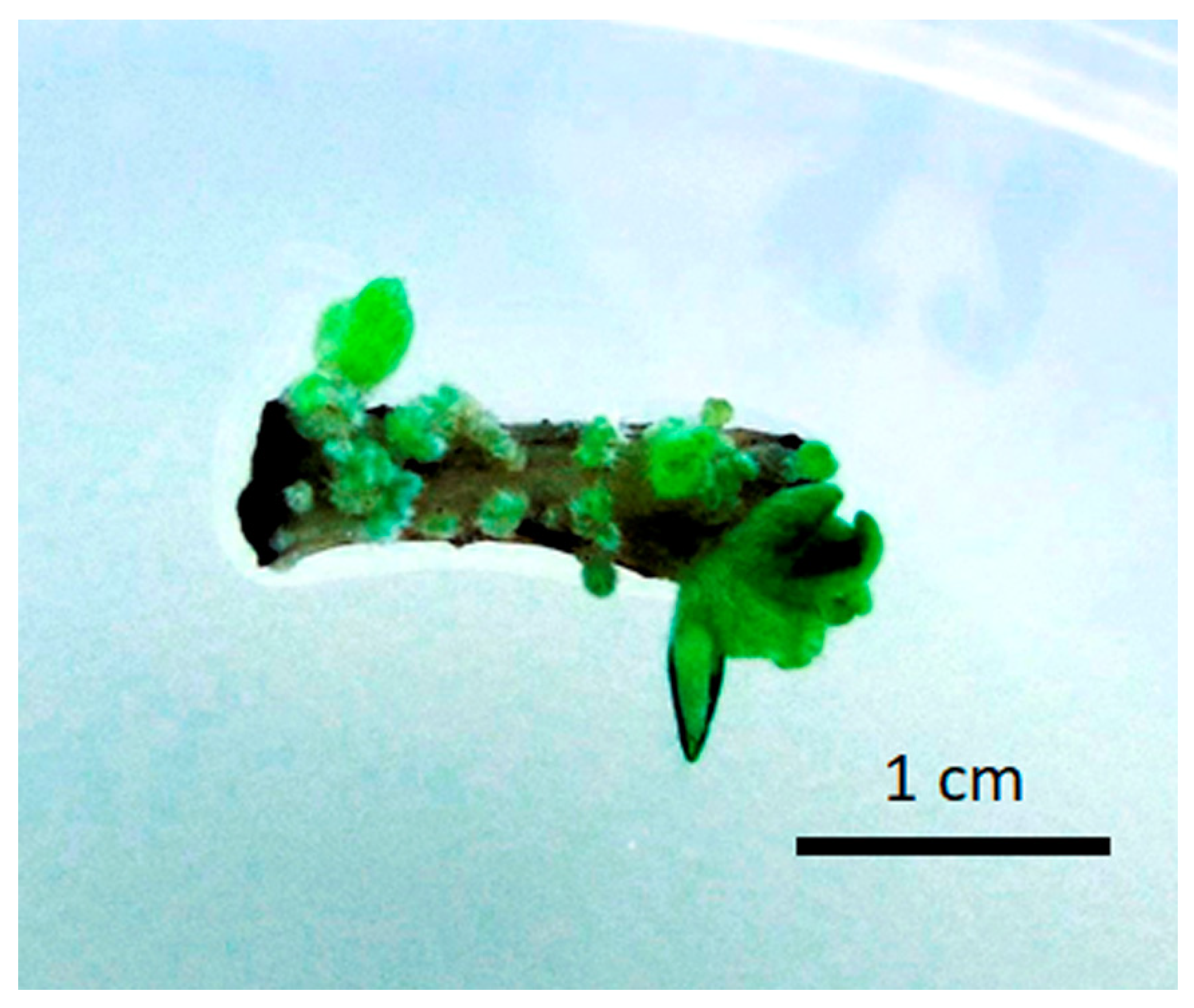 Horticulturae 12 00025 g001 Horticulturae 12 00025 g001