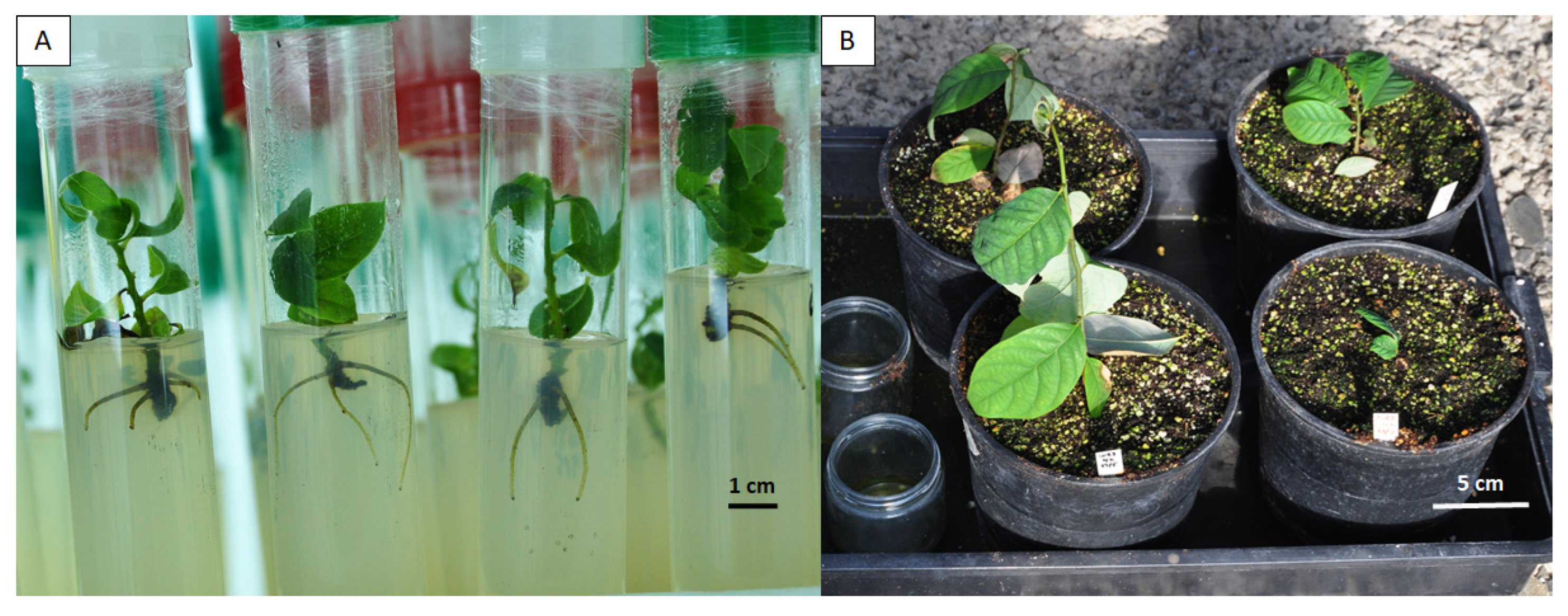 Horticulturae 12 00025 g003 Horticulturae 12 00025 g003