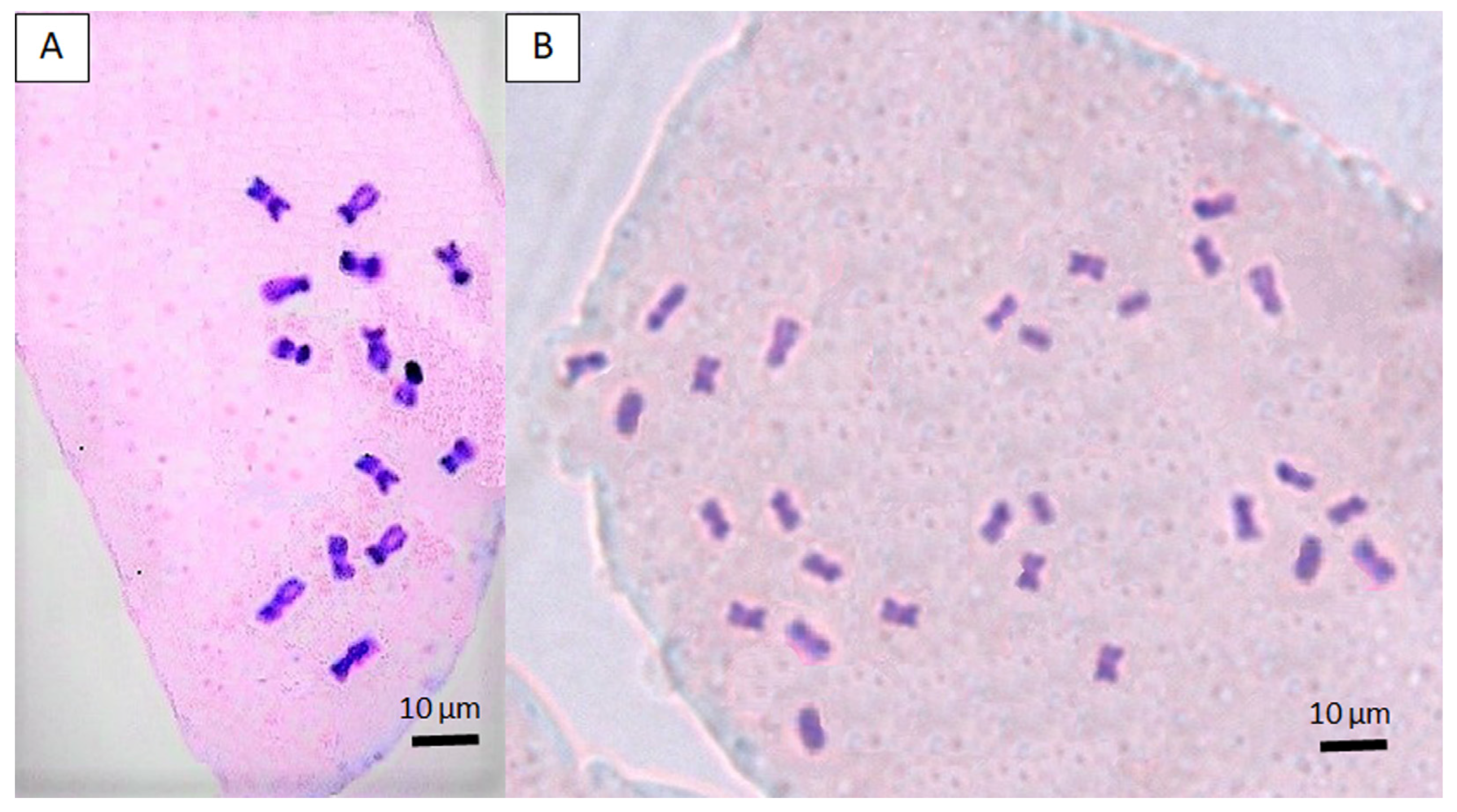 Horticulturae 12 00025 g004 Horticulturae 12 00025 g004