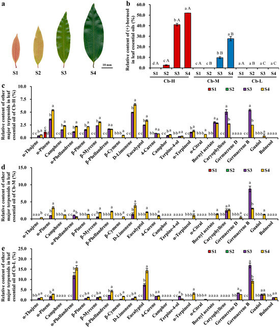 1-Deoxy-D-Xylulose-5-Phosphate Synthase 1 as a Crucial Regulatory