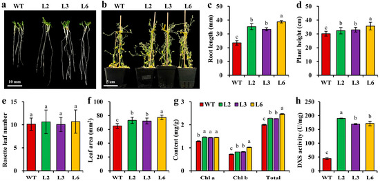1-Deoxy-D-Xylulose-5-Phosphate Synthase 1 as a Crucial Regulatory