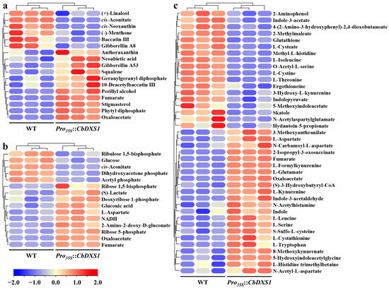 1-Deoxy-D-Xylulose-5-Phosphate Synthase 1 as a Crucial Regulatory