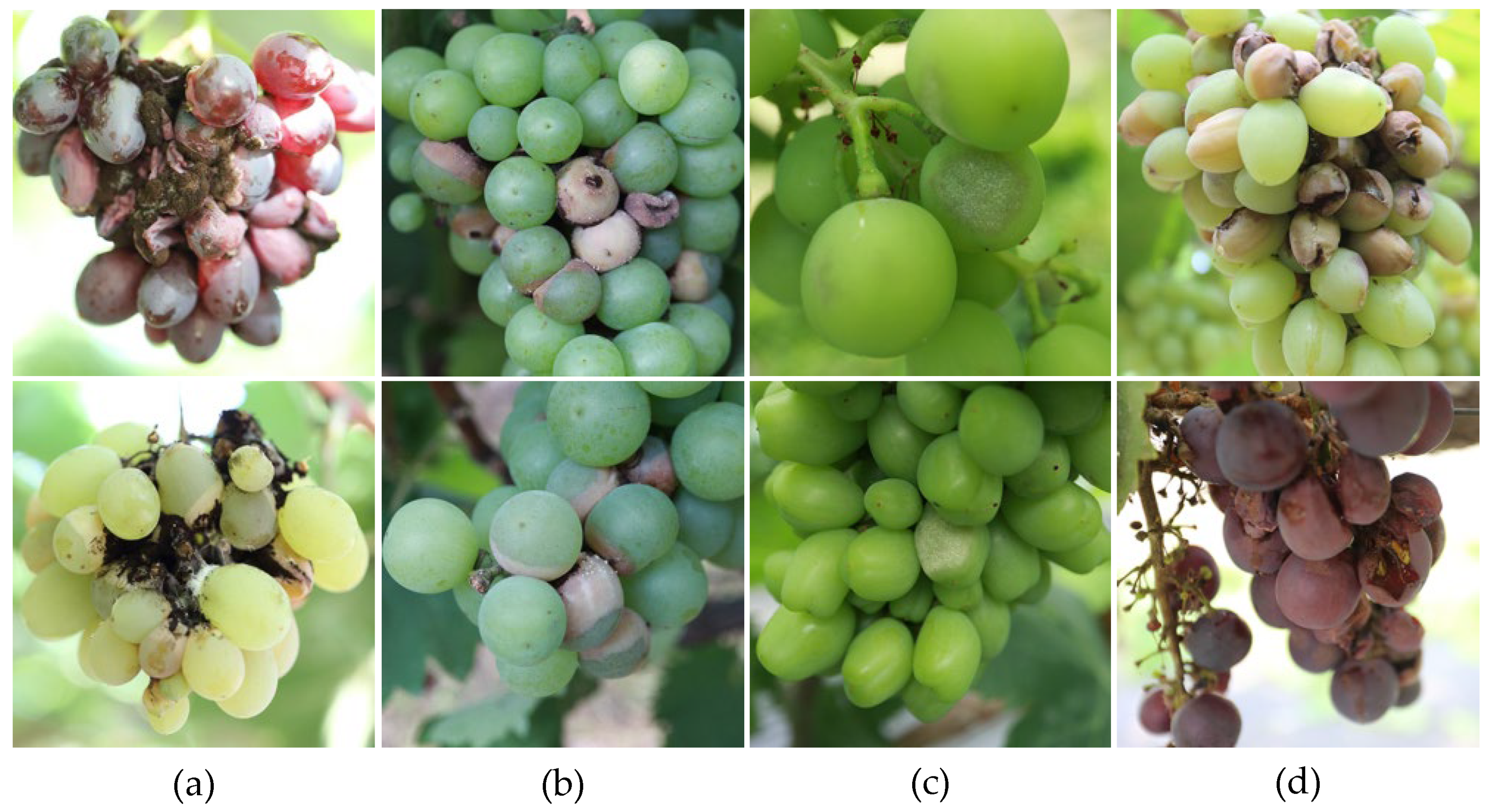 Horticulturae 12 00038 g001