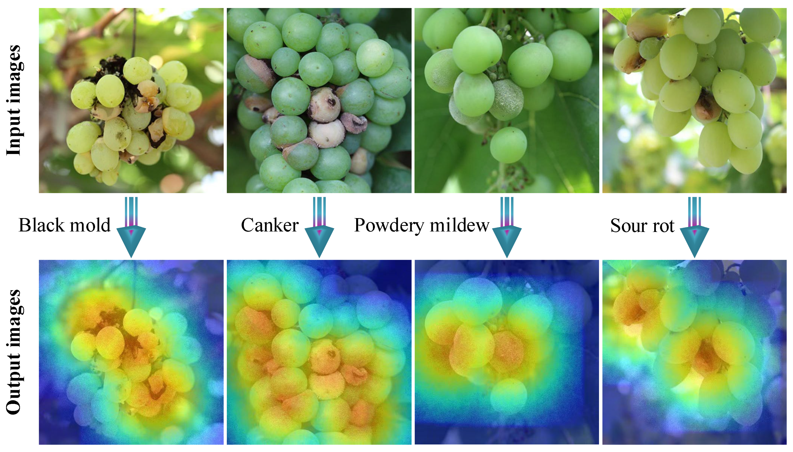 Horticulturae 12 00038 g007